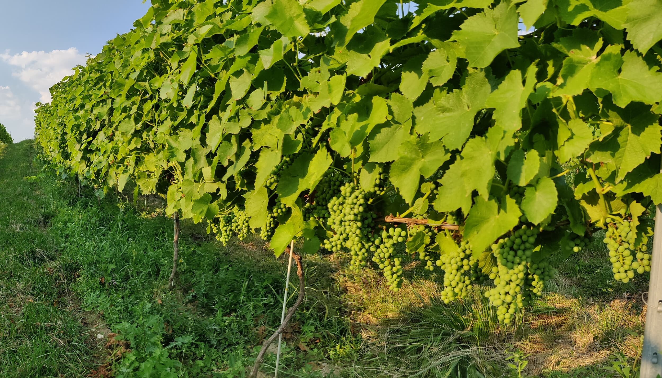 Zwiedzanie Winnicy z Degustacją dla Dwojga | Wrocław (okolice)