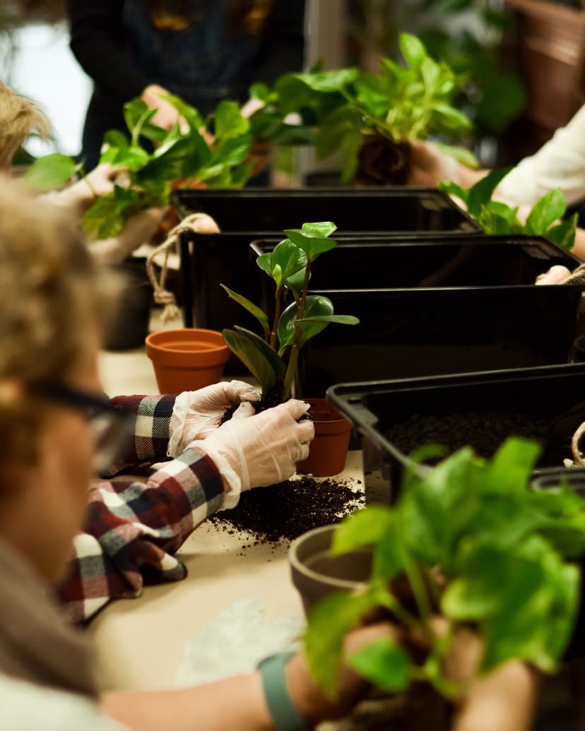 Warsztat “Pielęgnacji Roślin Doniczkowych” | Trójmiasto