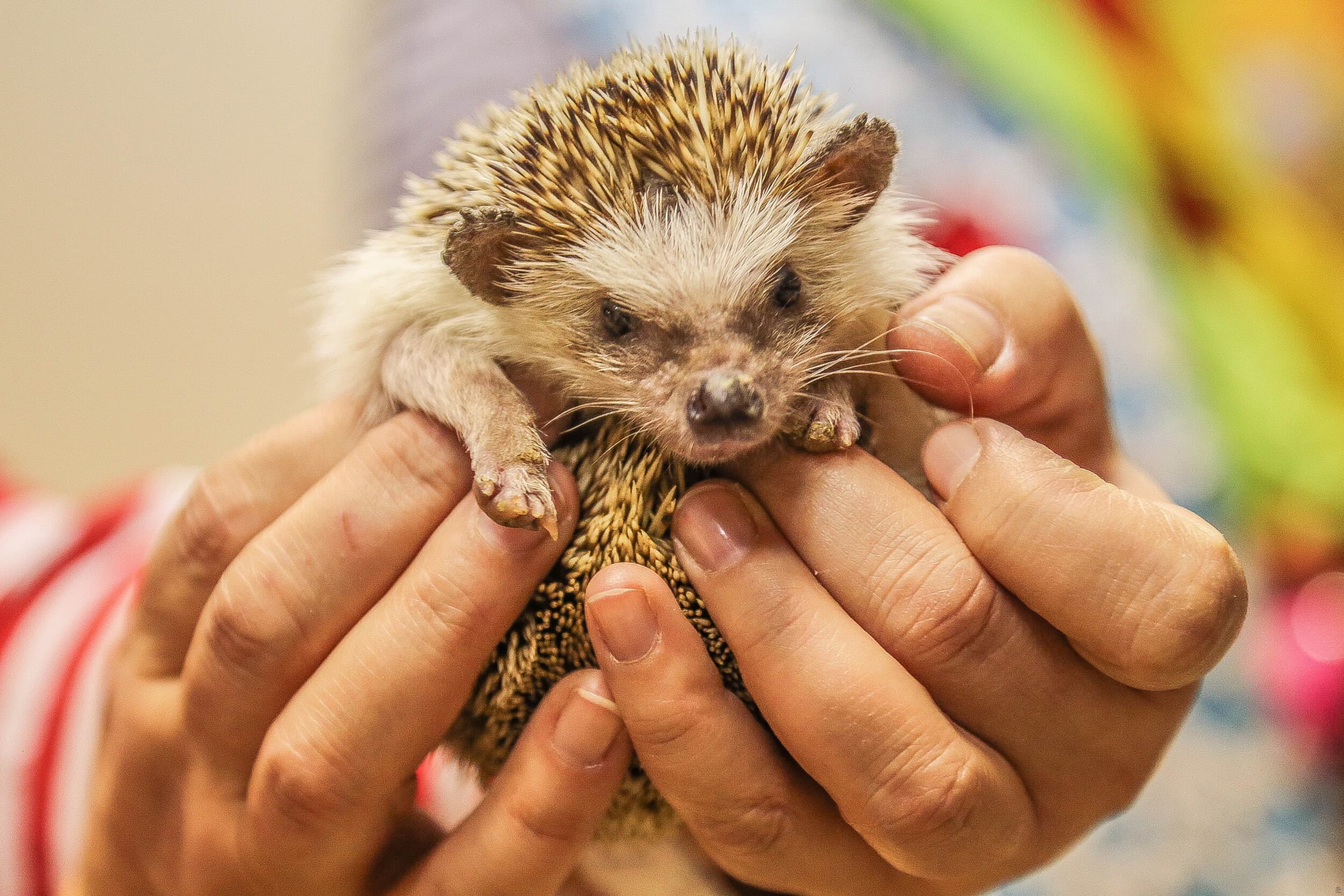 Rodzinna Przygoda w Mini ZOO | Warszawa | Wyjątkowy Prezent