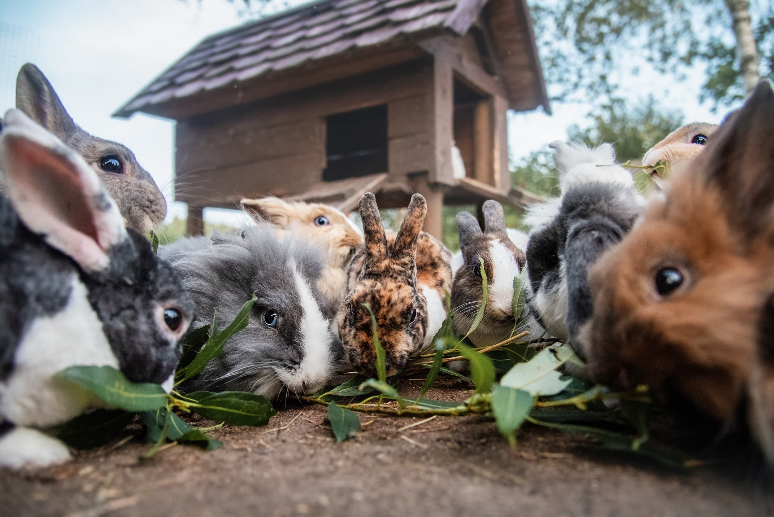 Rodzinna Przygoda w Mini ZOO | Warszawa | Wyjątkowy Prezent