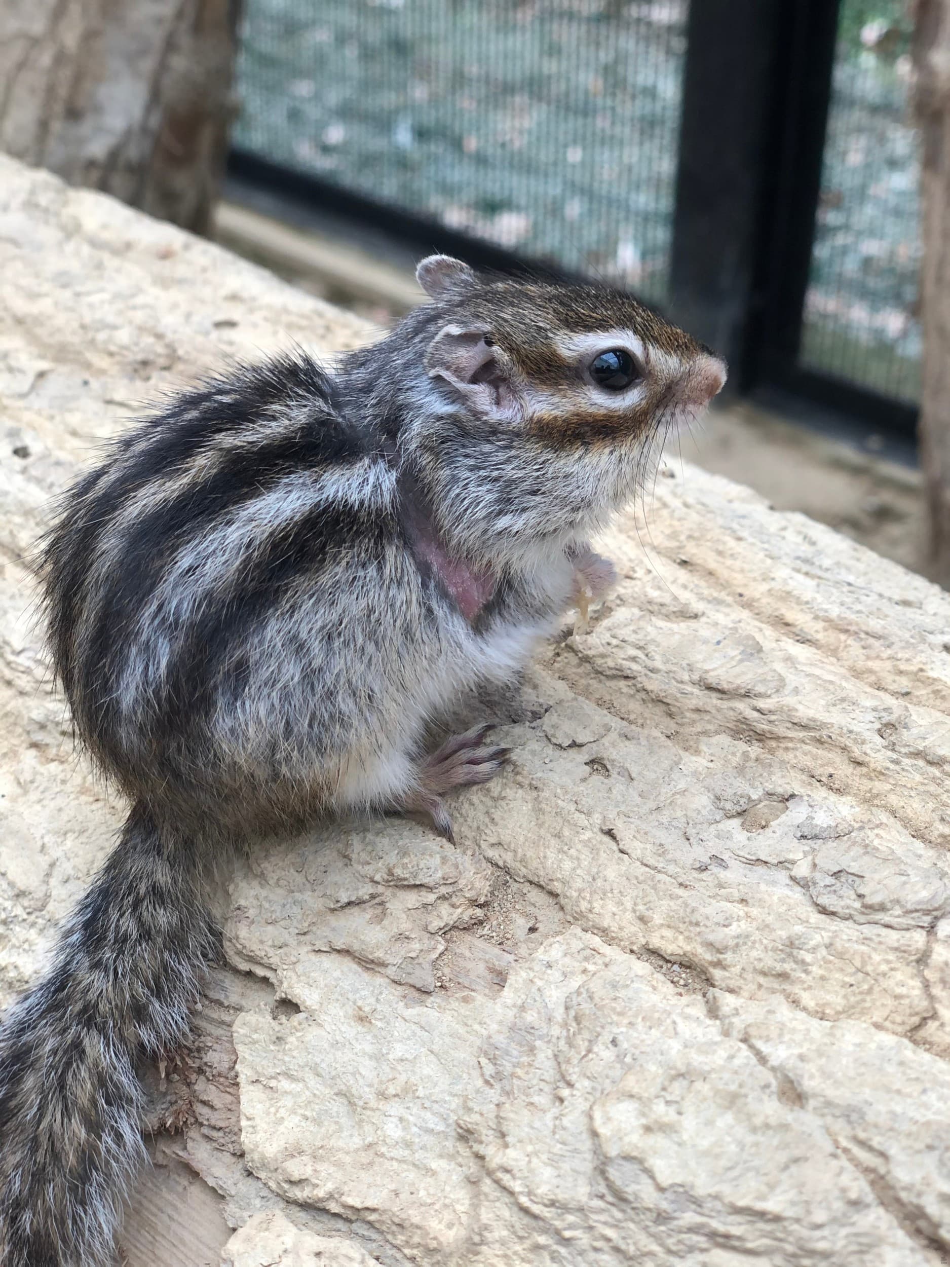Rodzinna Przygoda w Mini ZOO | Warszawa | Wyjątkowy Prezent