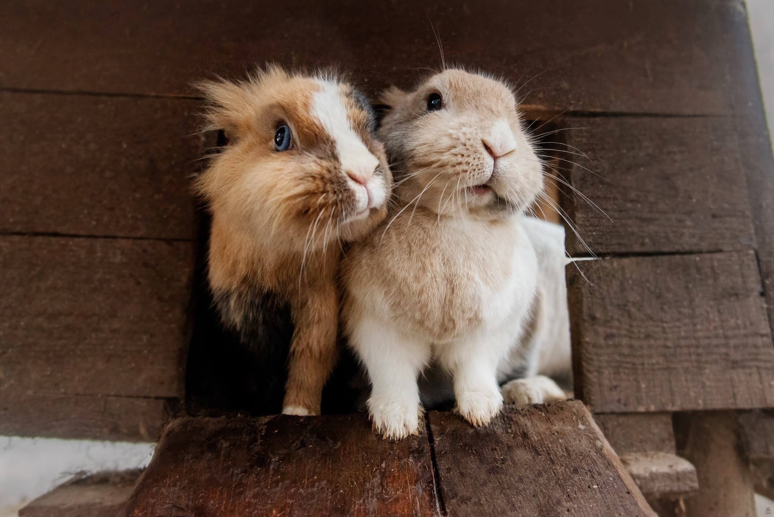 Rodzinna Przygoda w Mini ZOO | Warszawa | Wyjątkowy Prezent