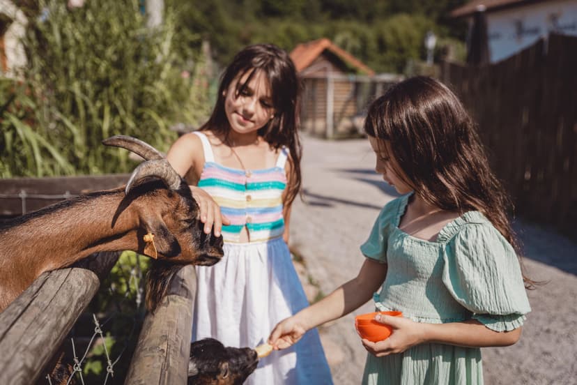 Całodniowa Zabawa w Bałtowskim Kompleksie Turystycznym dla Rodziny (2+1) | Kielce (okolice)