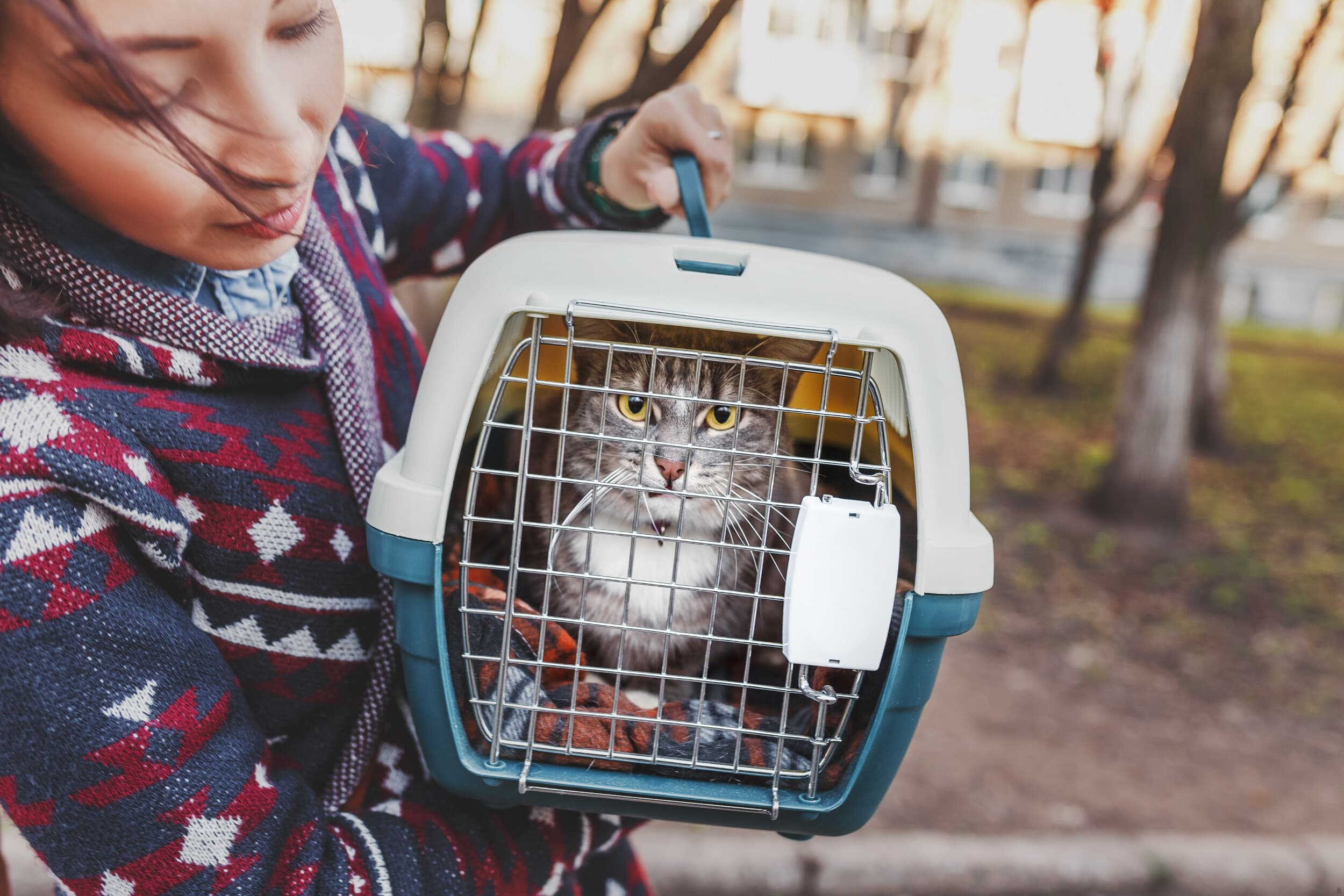  Instruktor Kototerapii | Kurs Online  | Wyjątkowy Prezent