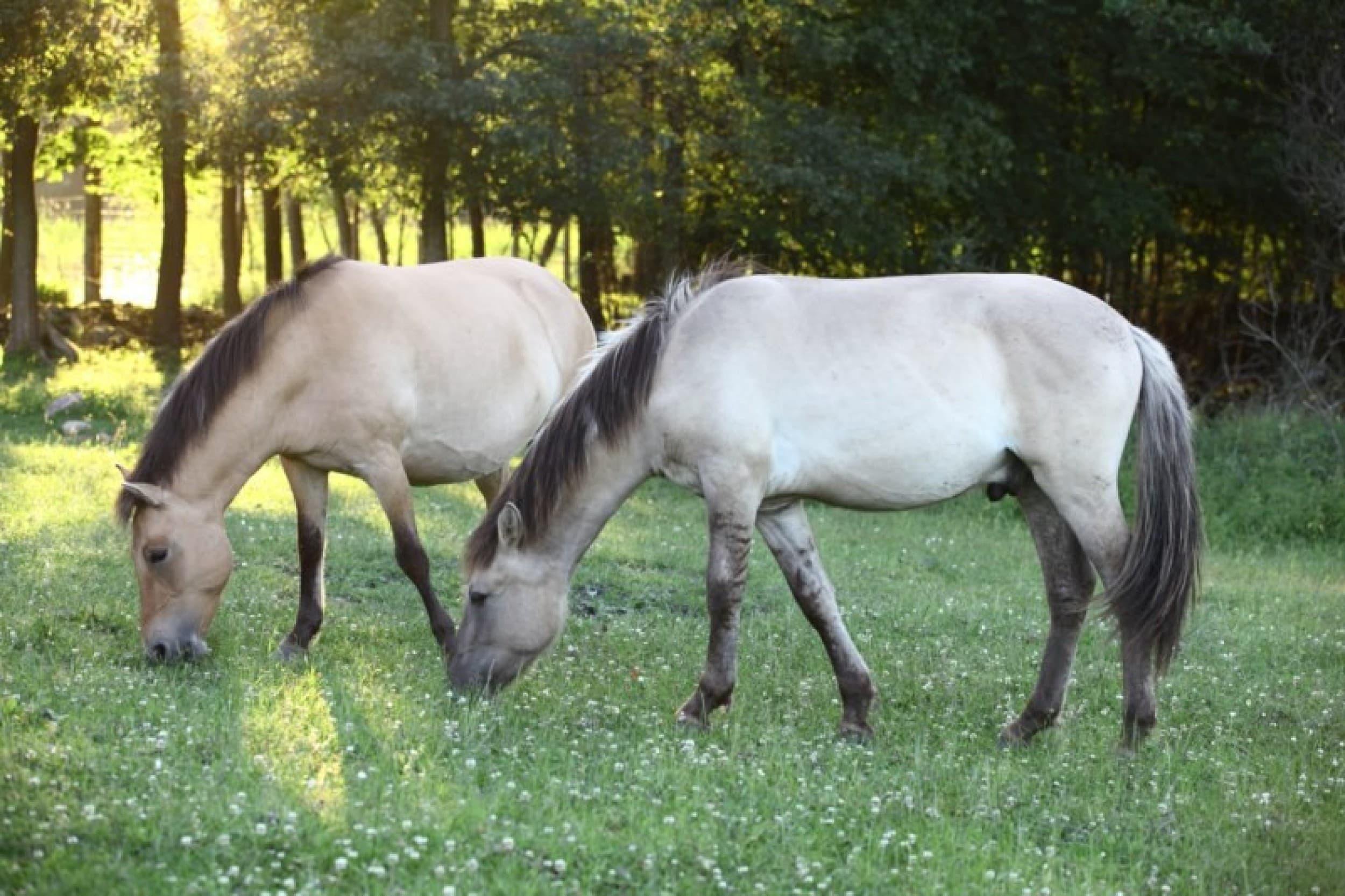 Samochodowe Safari dla Dwojga | Wydminy | Wyjątkowy Prezent