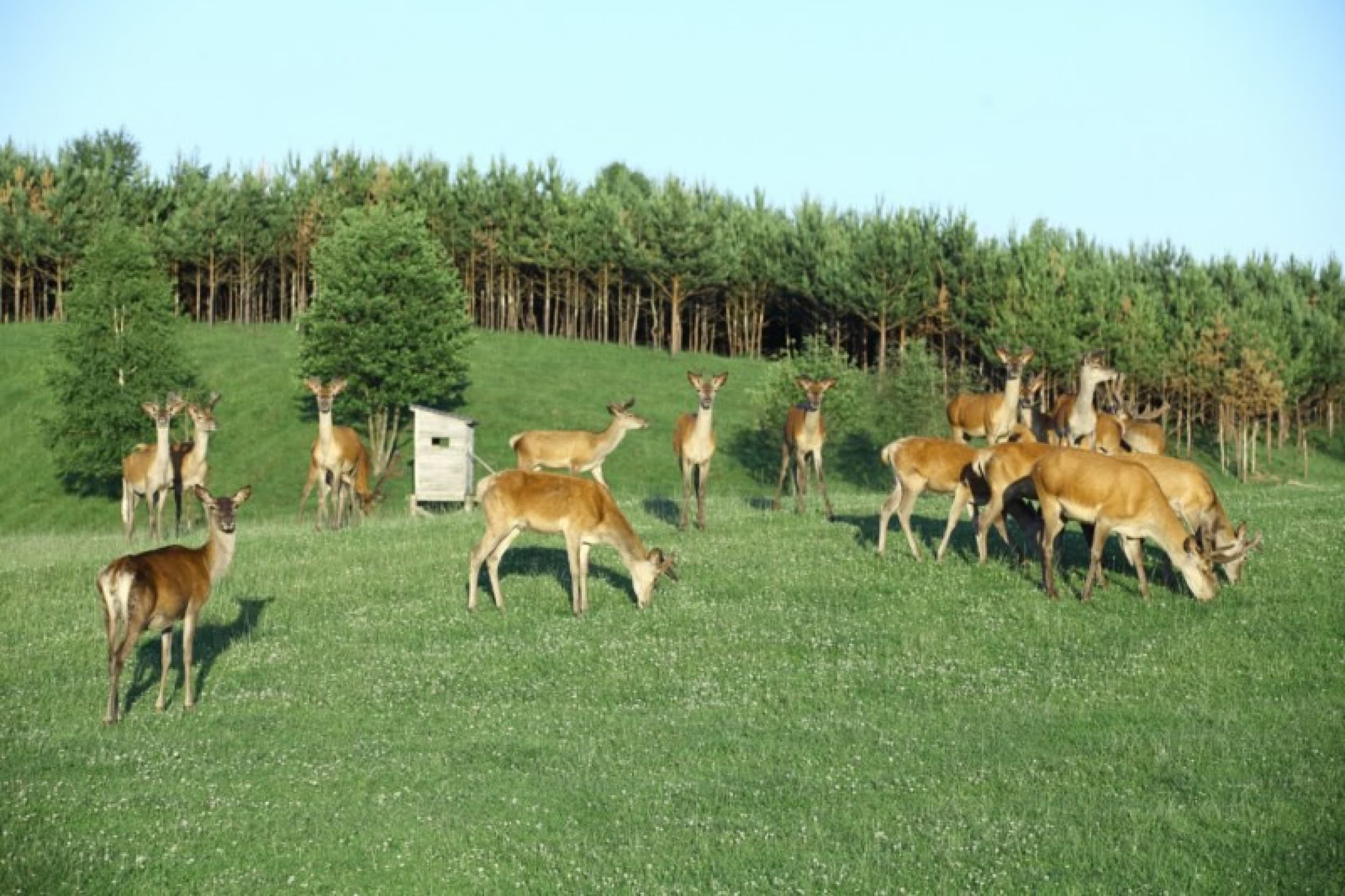 Samochodowe Safari dla Dwojga | Wydminy | Wyjątkowy Prezent