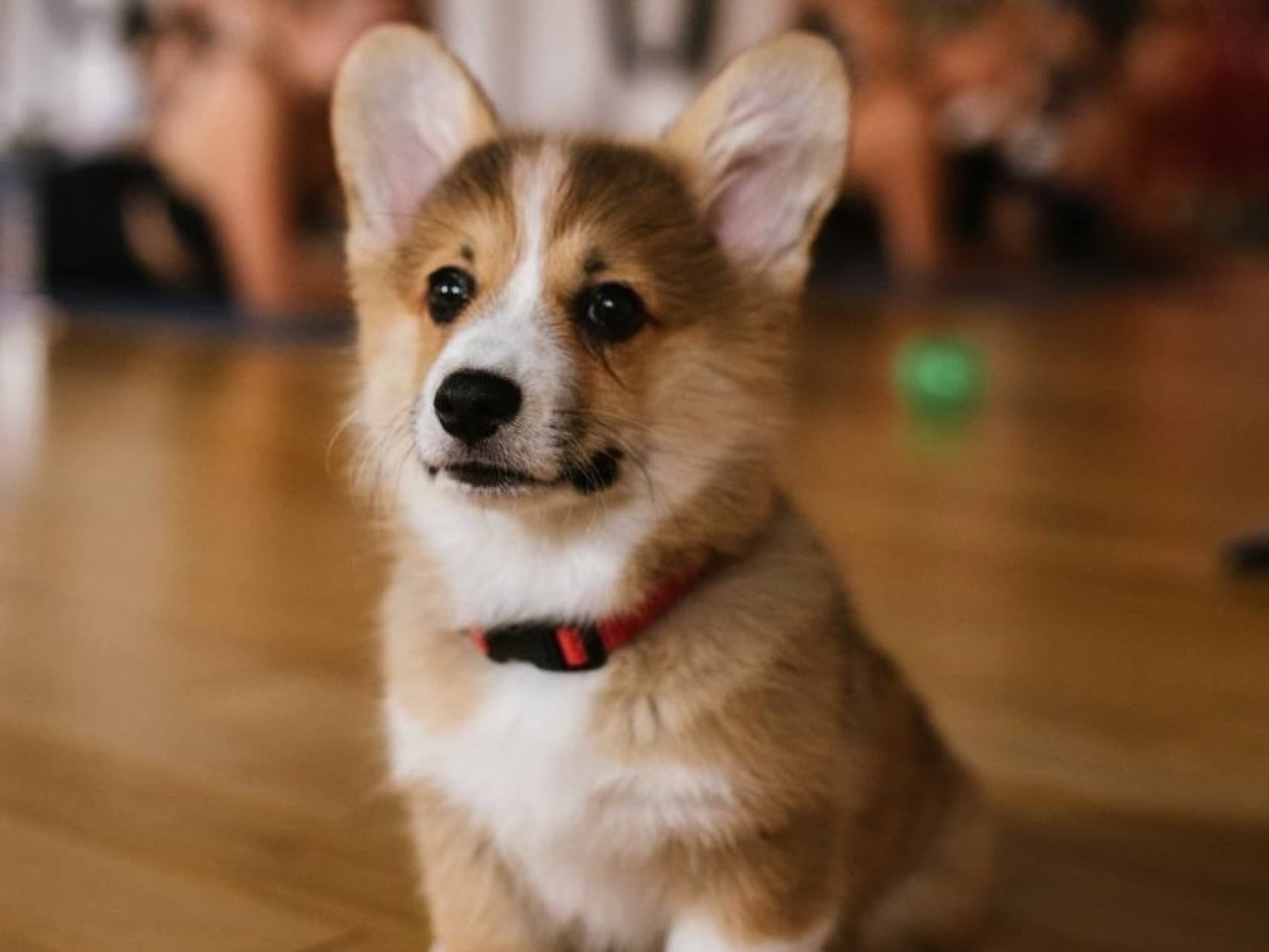 Puppy Joga dla Dwojga | Warszawa | Wyjątkowy Prezent