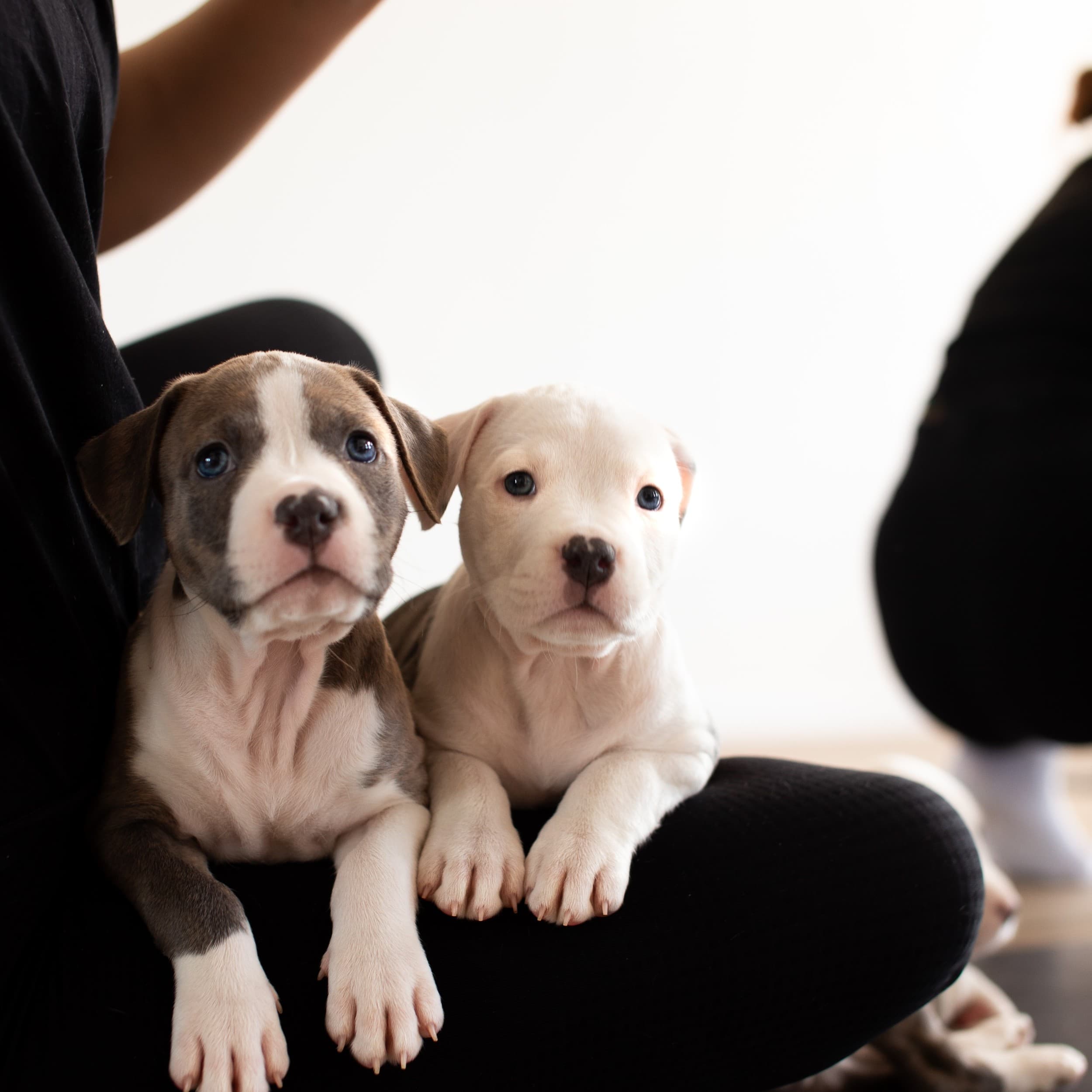 Puppy Joga | Łódź