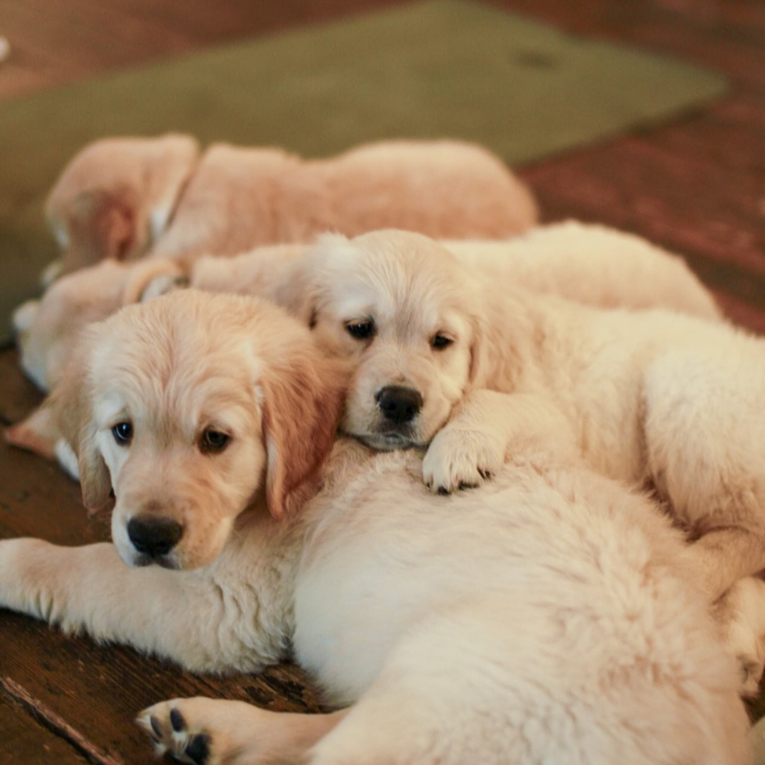 Puppy Joga | Łódź