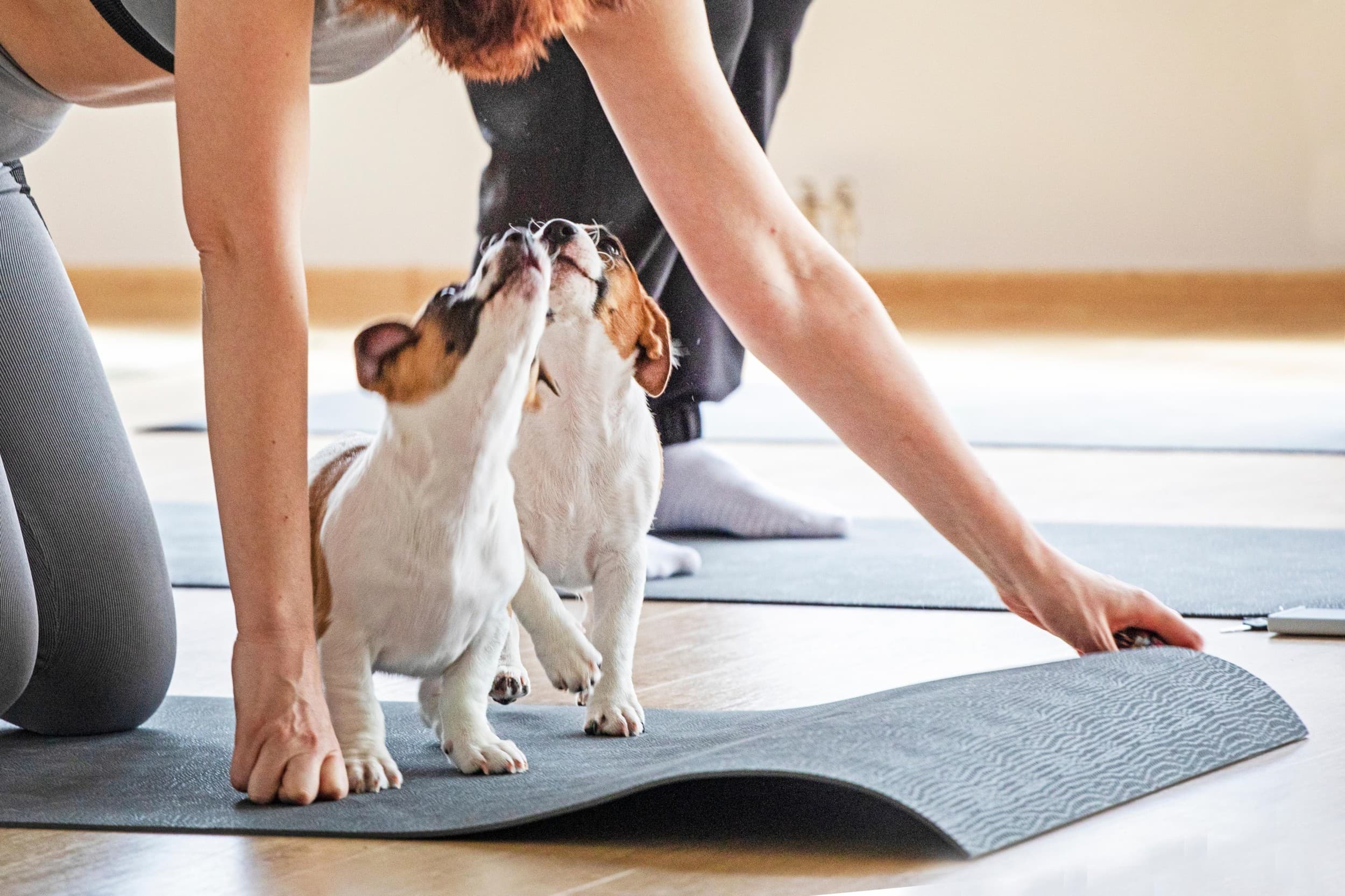 Puppy Joga dla Dwojga | Łódź