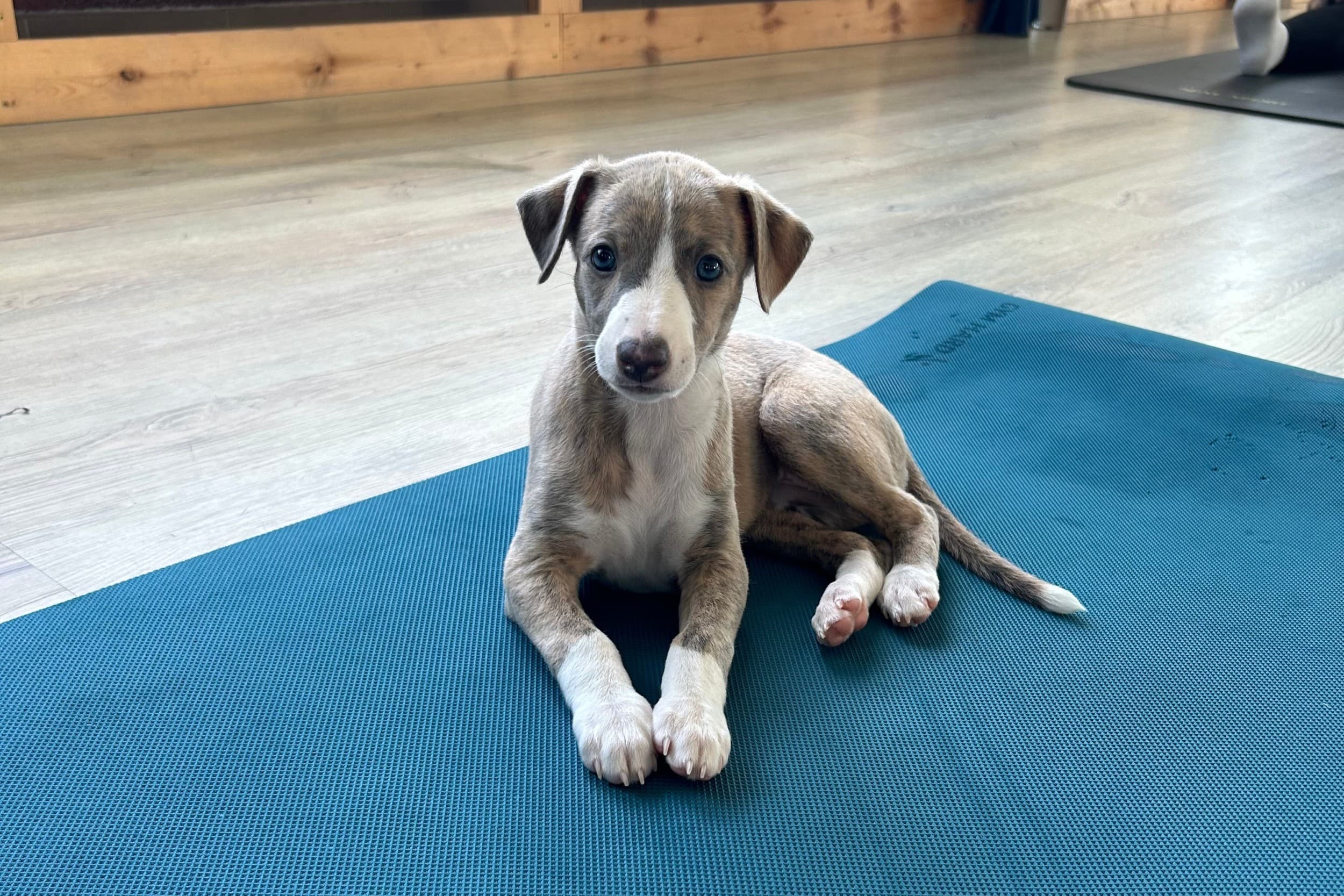 Puppy Joga | Wiele Lokalizacji