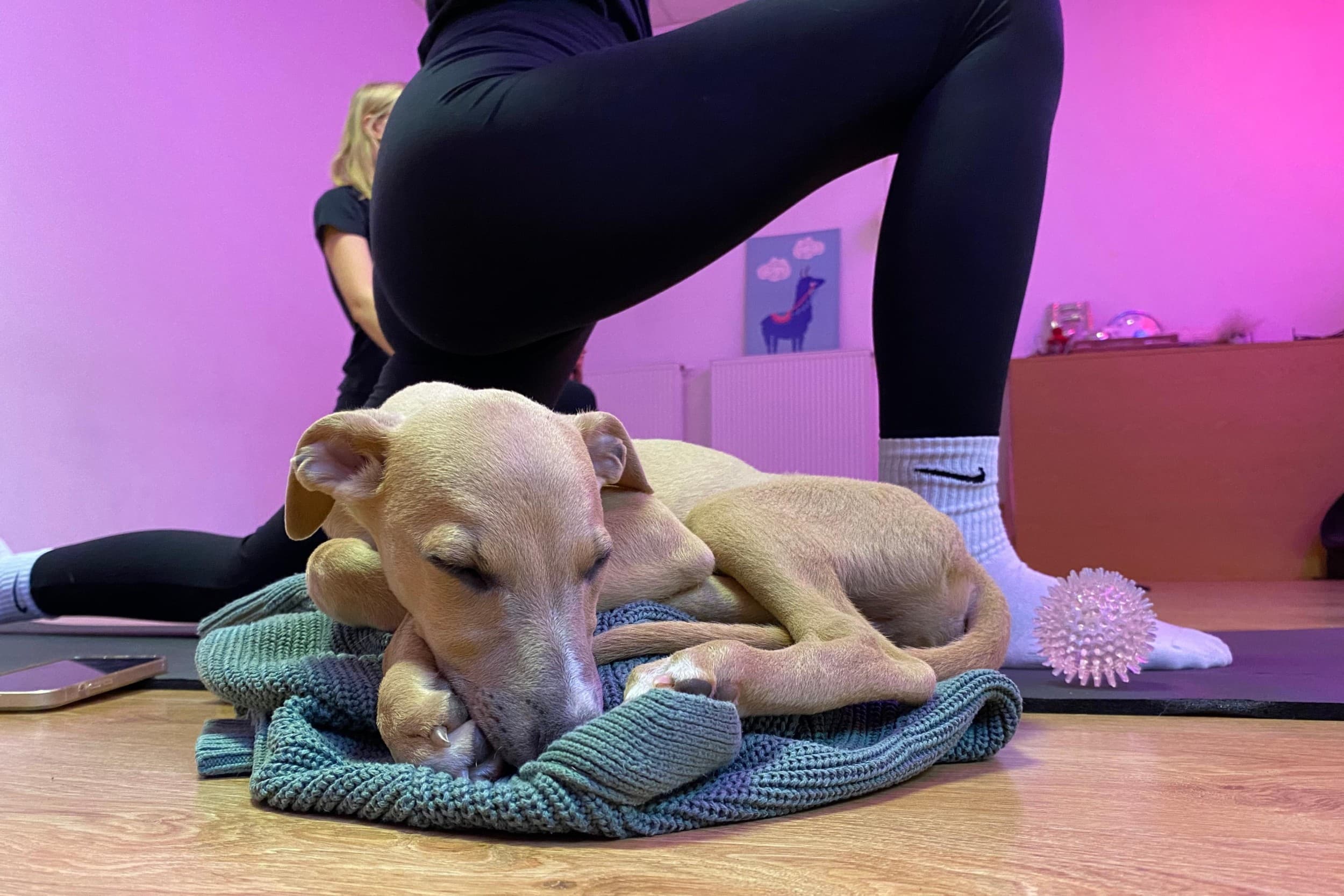 Puppy Joga | Wiele Lokalizacji
