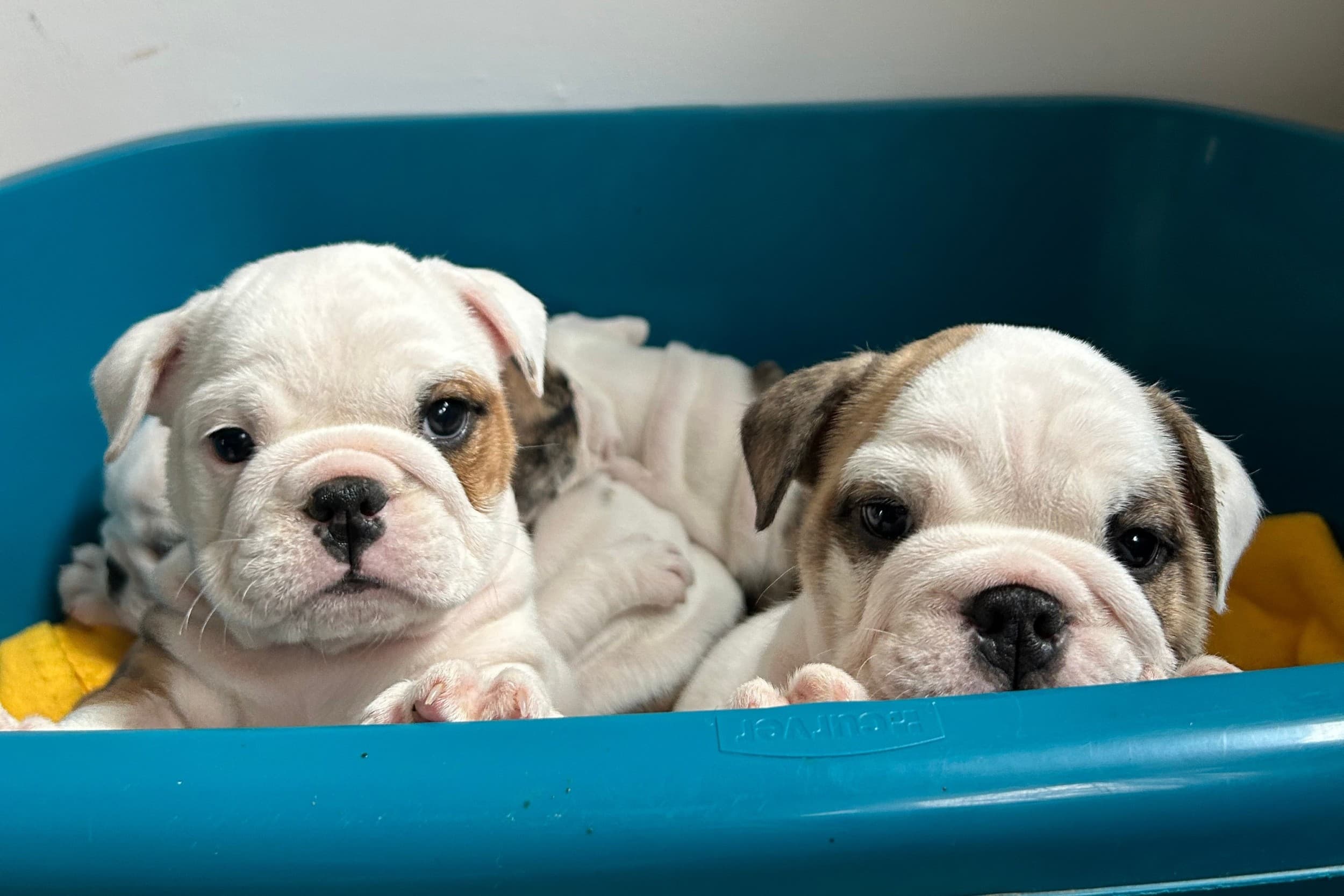 Puppy Joga | Wiele Lokalizacji