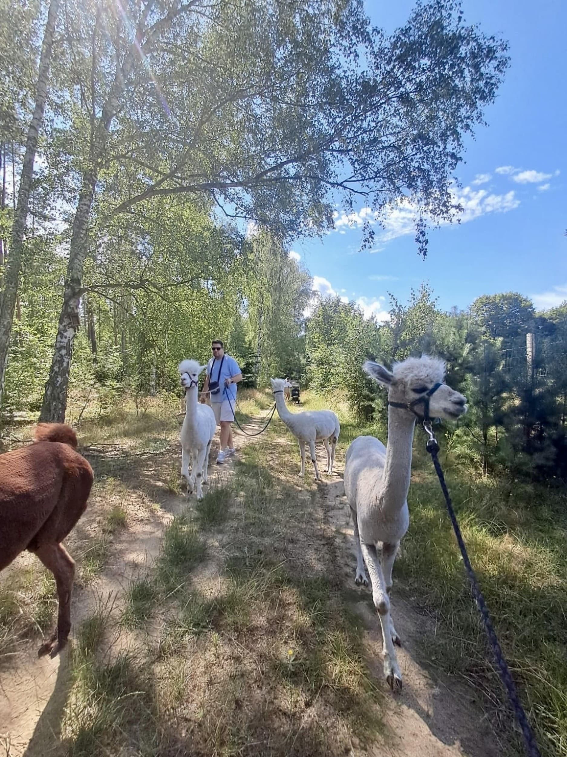 Spacer z Alpakami dla Przyjaciół (4 Osoby) | Trzcinna | Wyjątkowy Prezent