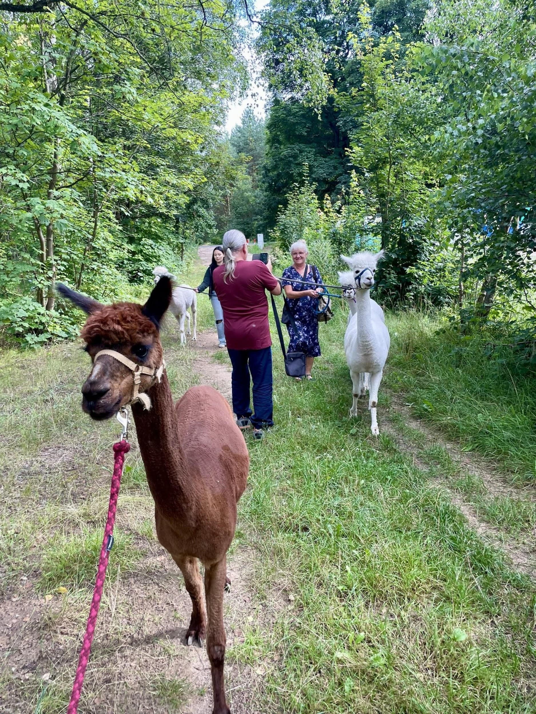 Spacer z Alpakami dla Przyjaciół (8 Osób) | Trzcinna | Wyjątkowy Prezent