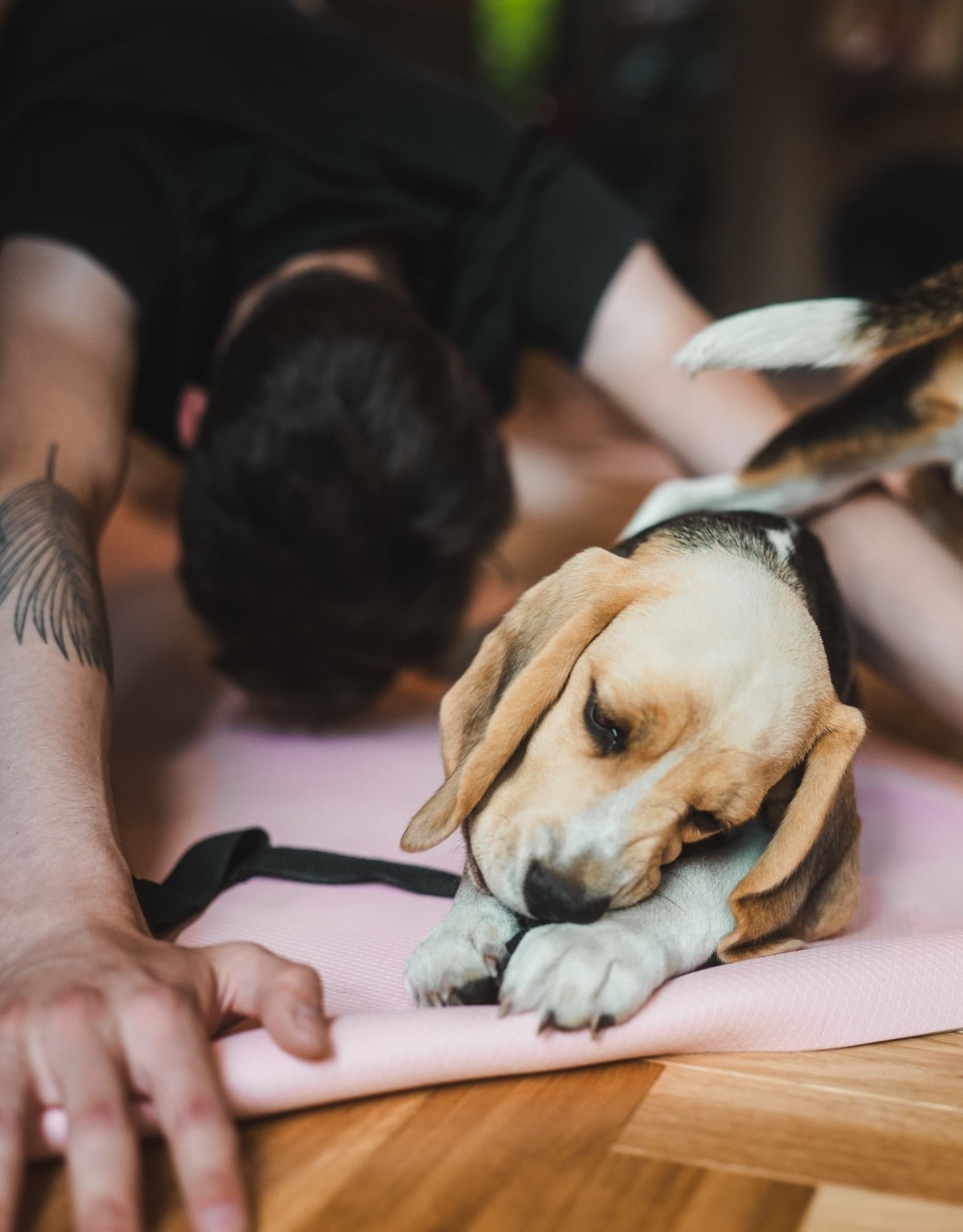 Zajęcia Fitness z Pieskami (Puppy Joga lub Pilates) | Katowice 