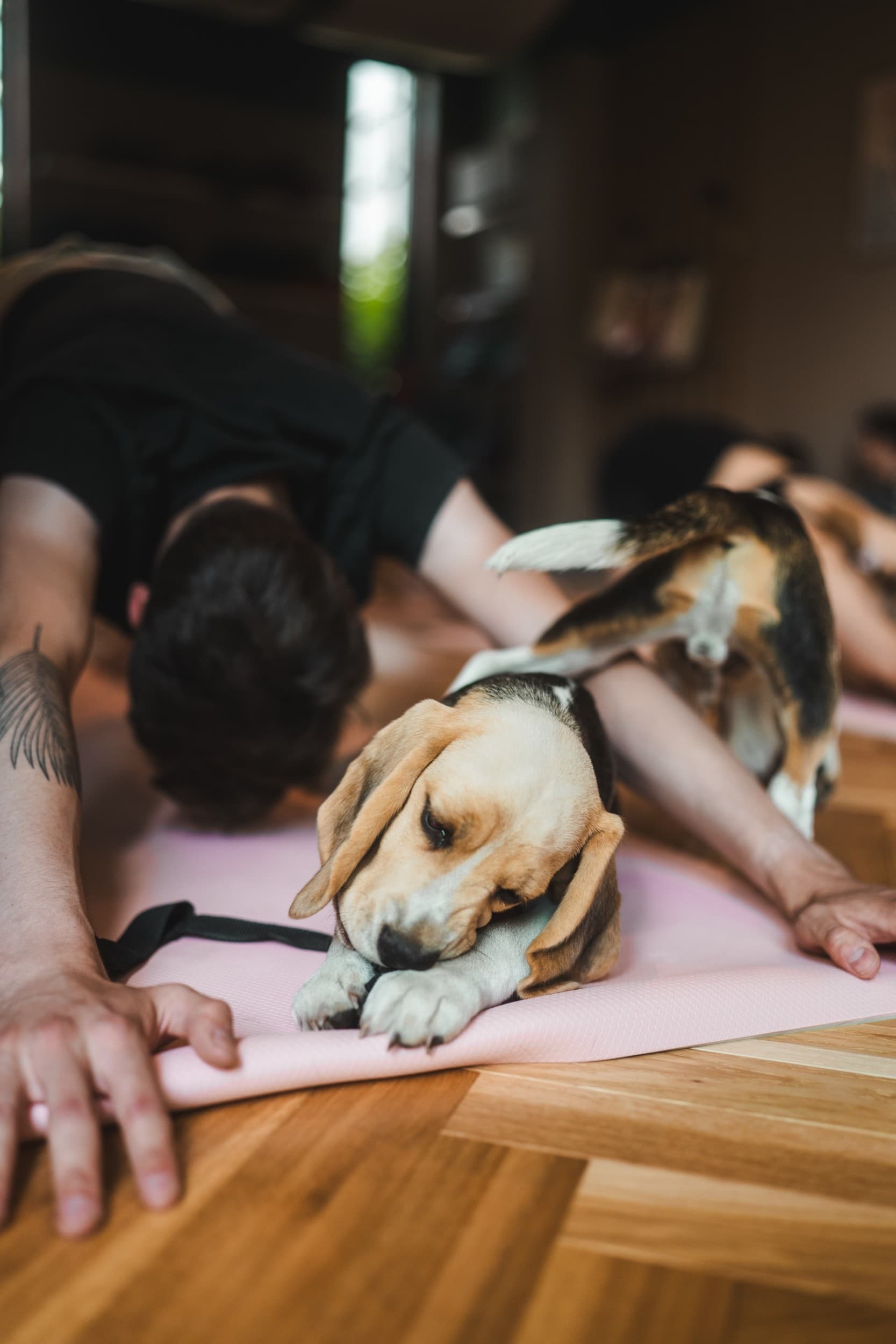 Zajęcia Fitness z Pieskami dla Dwojga (Puppy Joga lub Pilates) | Katowice