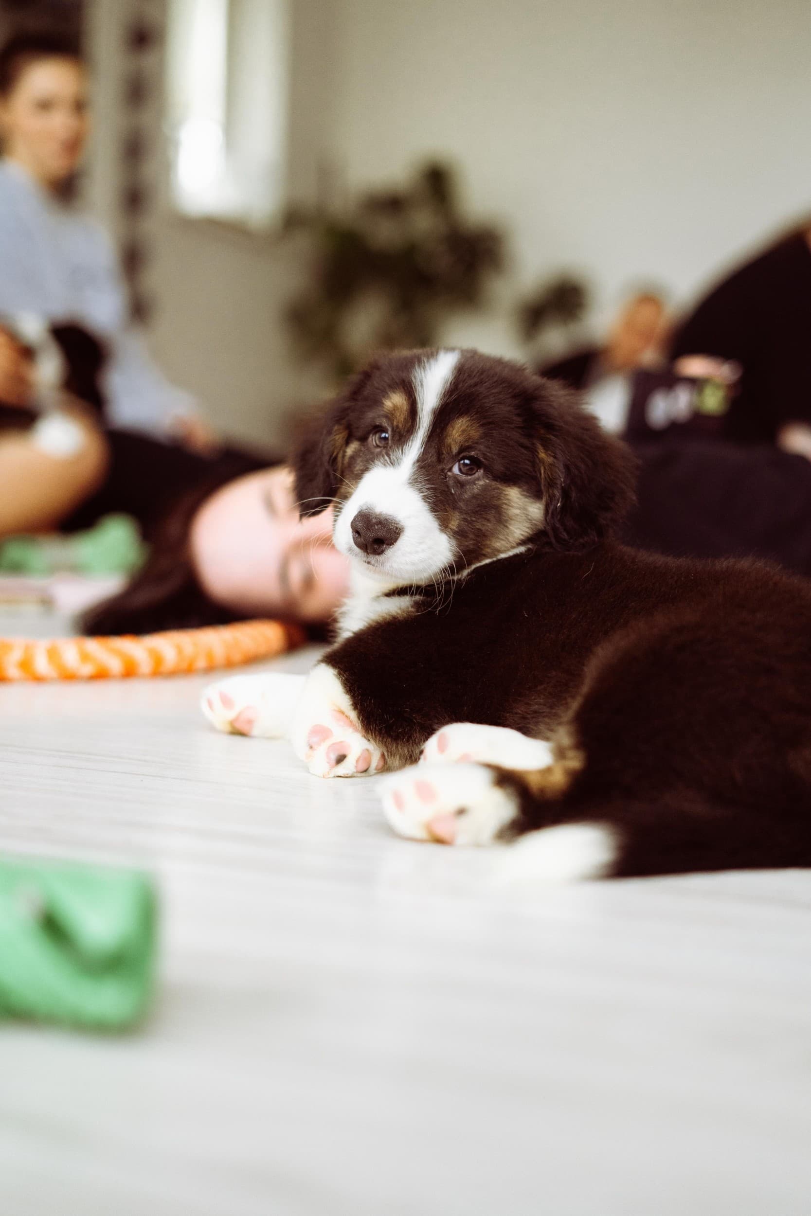 Zajęcia Fitness z Pieskami dla Dwojga (Puppy Joga lub Pilates) | Rzeszów