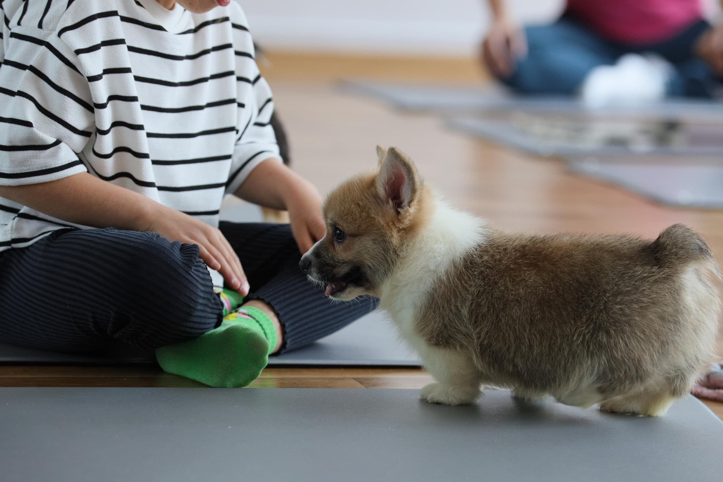 Puppy Joga | Warszawa 
