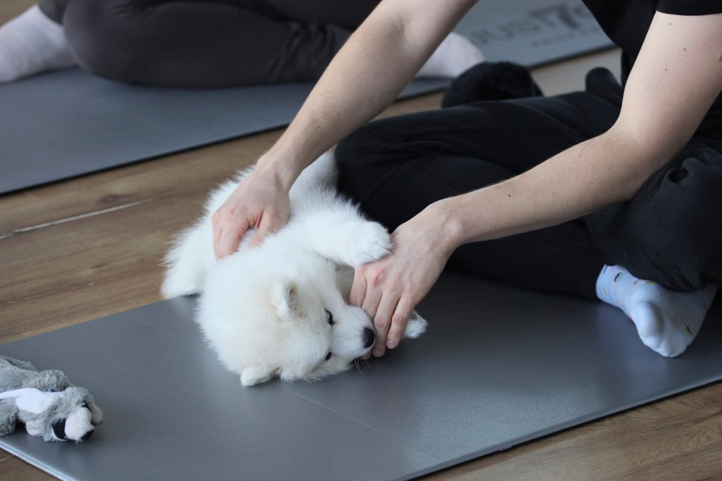 Puppy Joga | Warszawa 