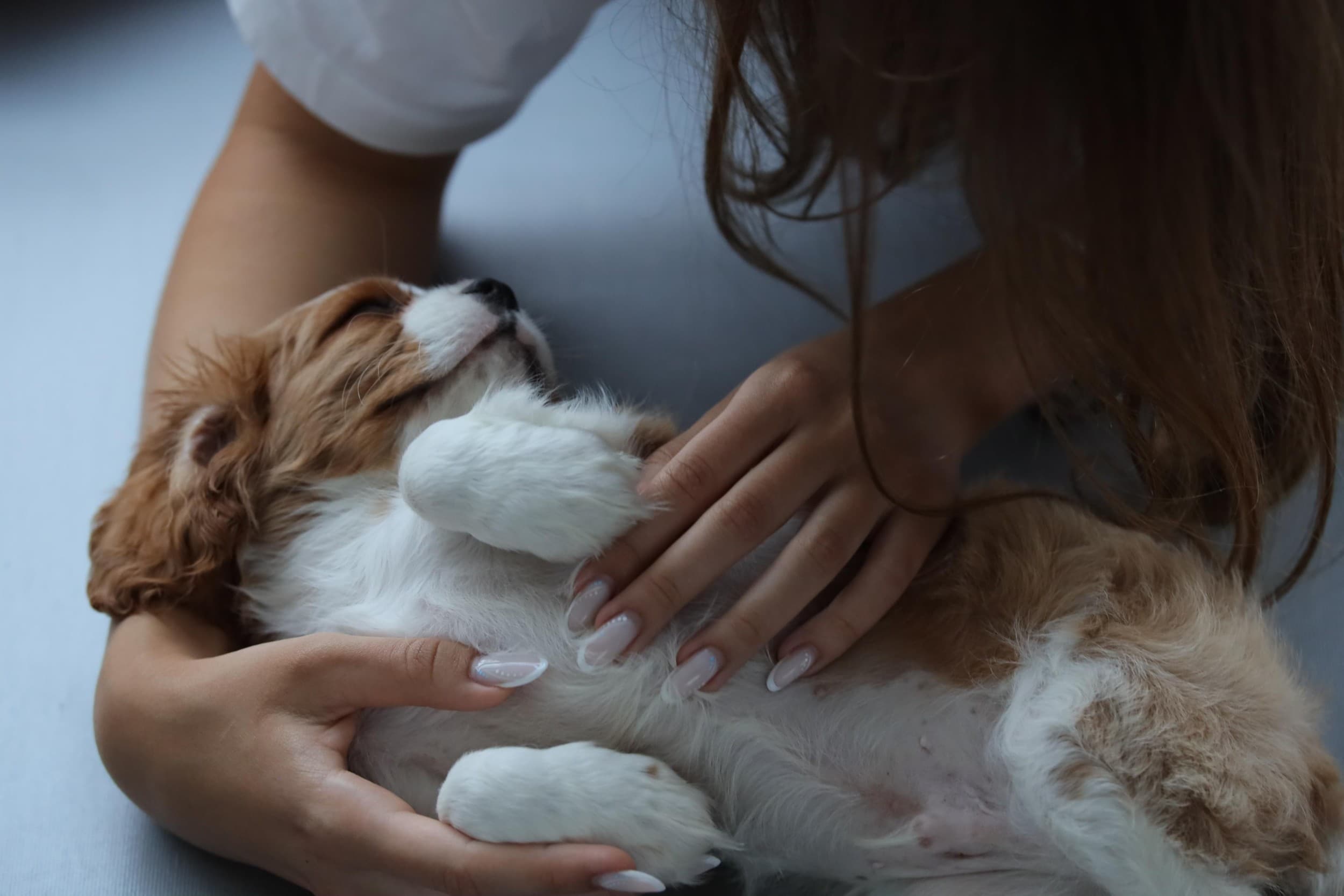 Puppy Joga dla Dwojga | Warszawa