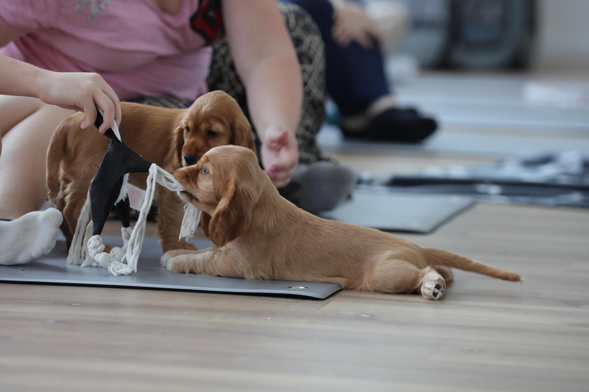 Puppy Joga dla Dwojga | Warszawa