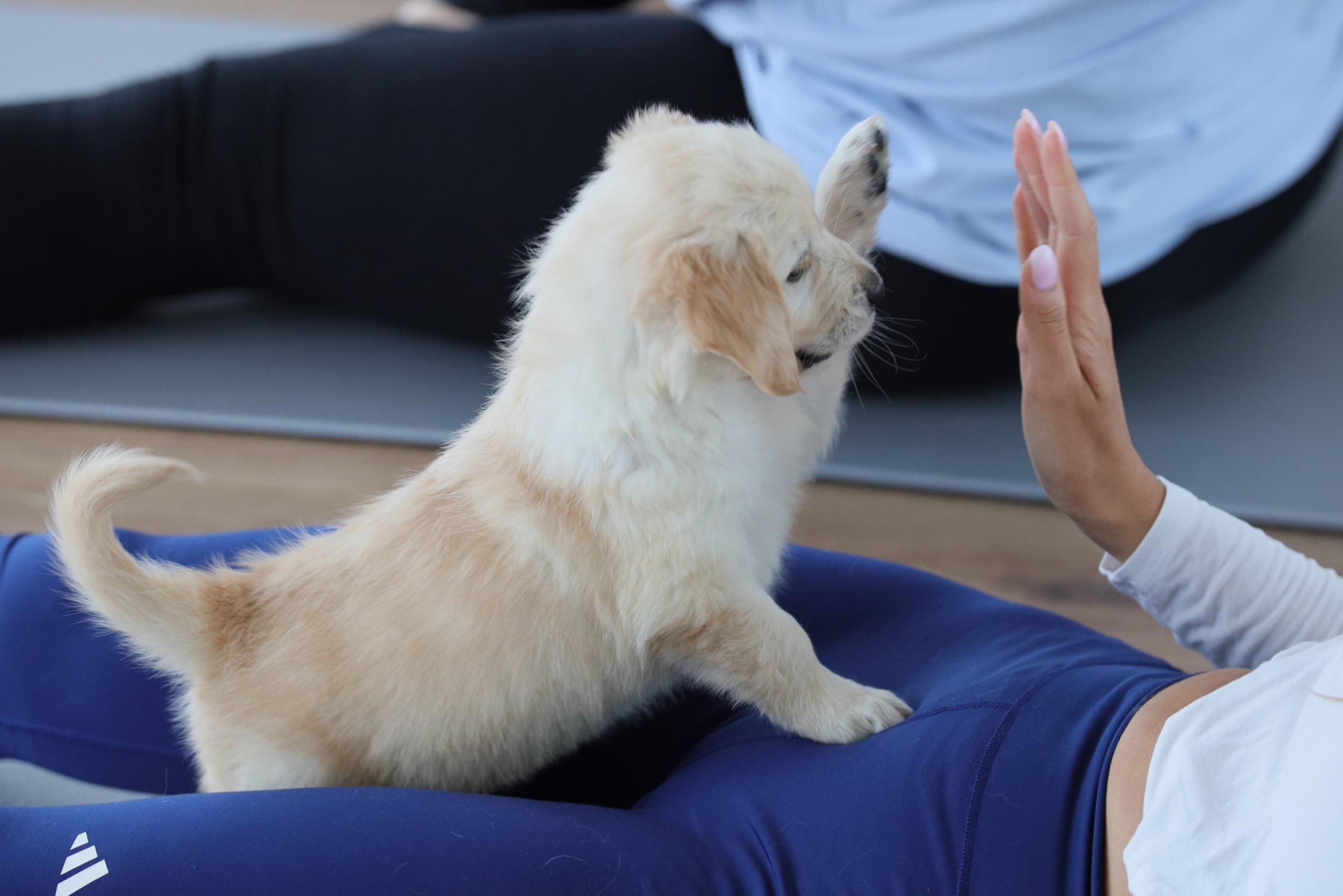 Puppy Joga dla Dwojga | Warszawa