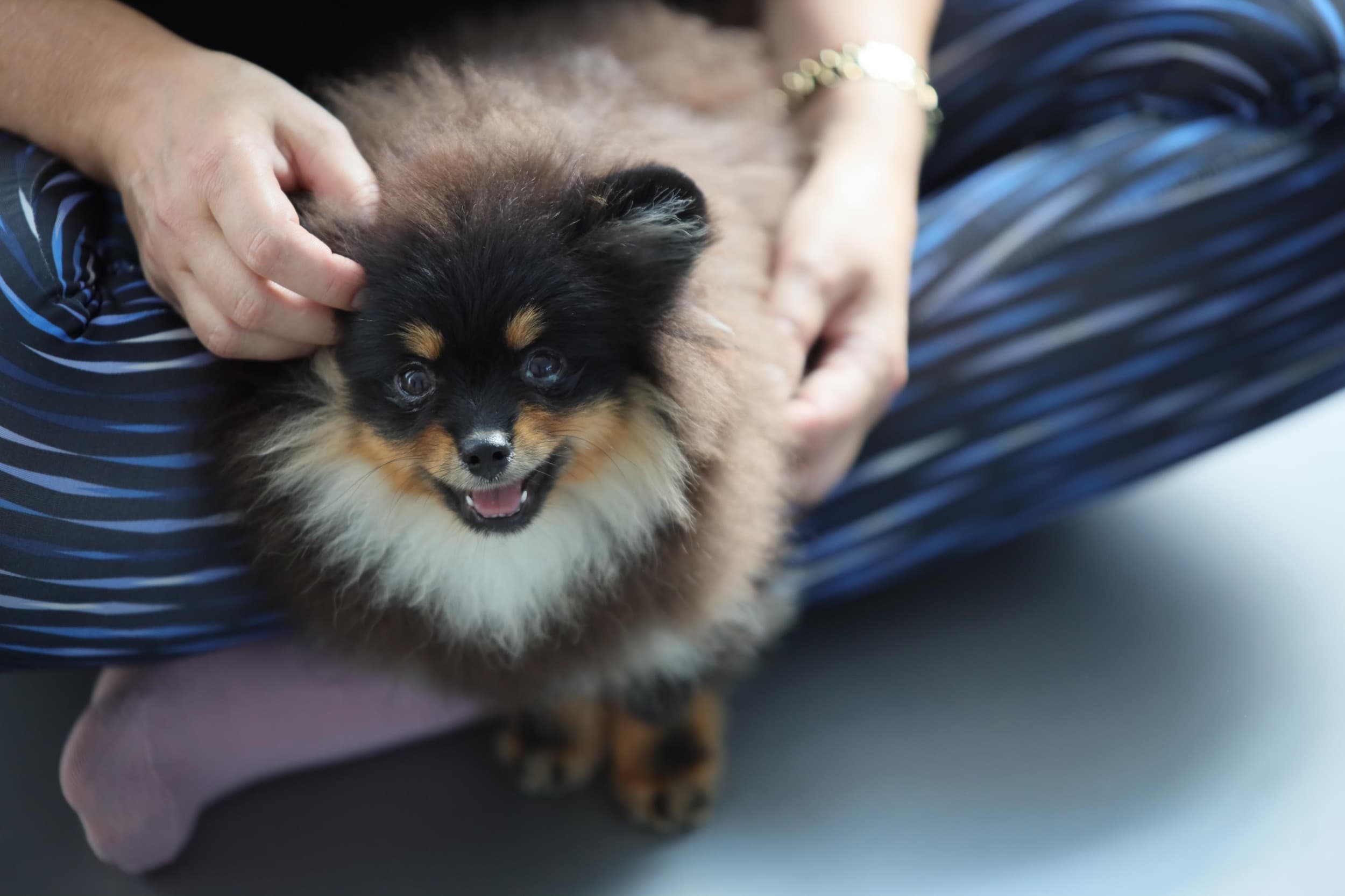 Puppy Joga dla Dwojga | Warszawa