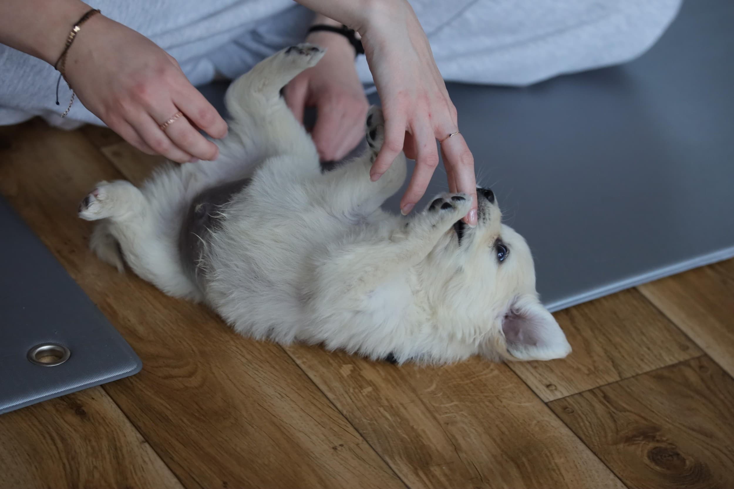 Puppy Joga dla Dwojga | Warszawa