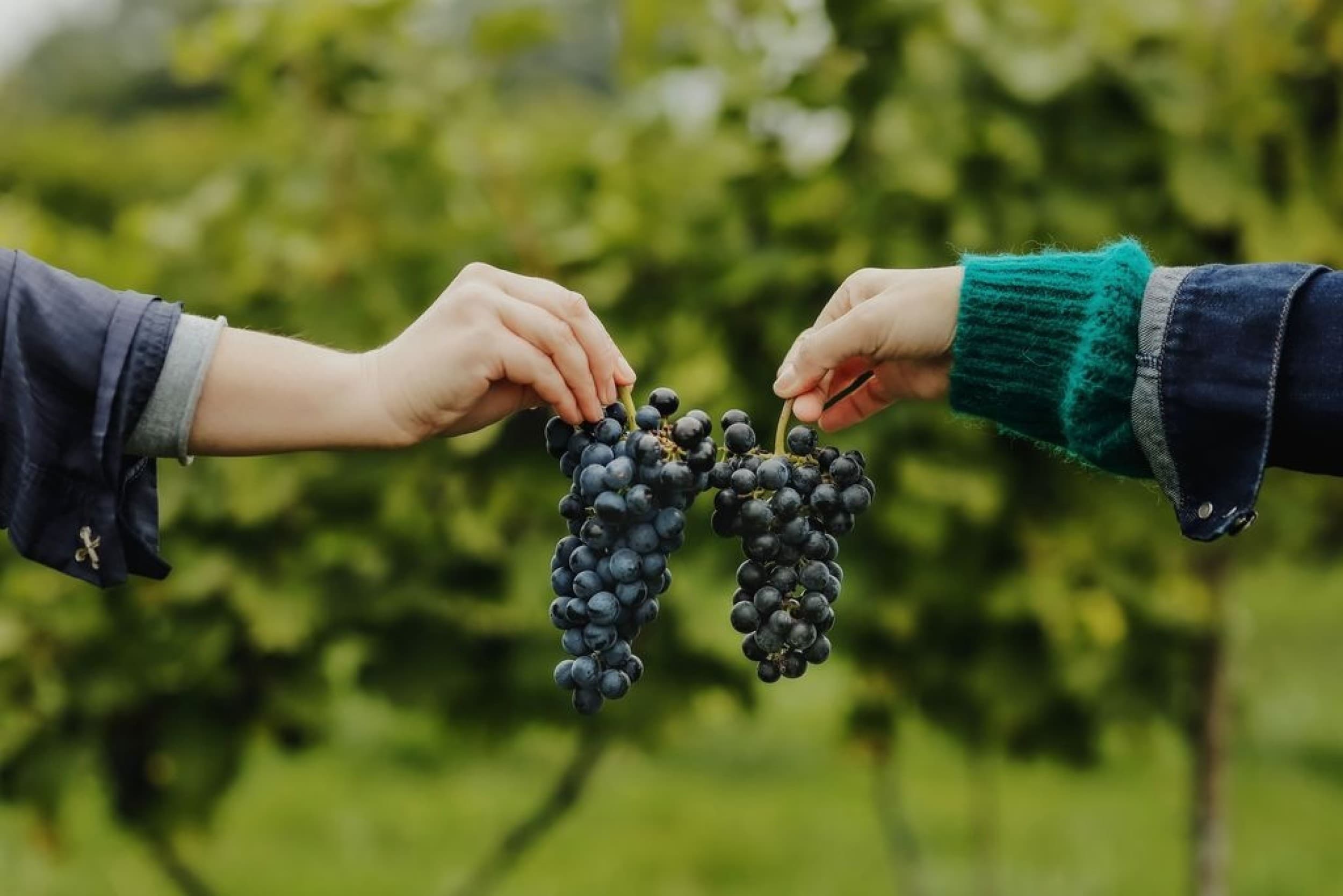 Zwiedzanie Winnicy z Degustacją Wina i Przekąsek dla Dwojga | Lipka Wielka | Wyjątkowy Prezent