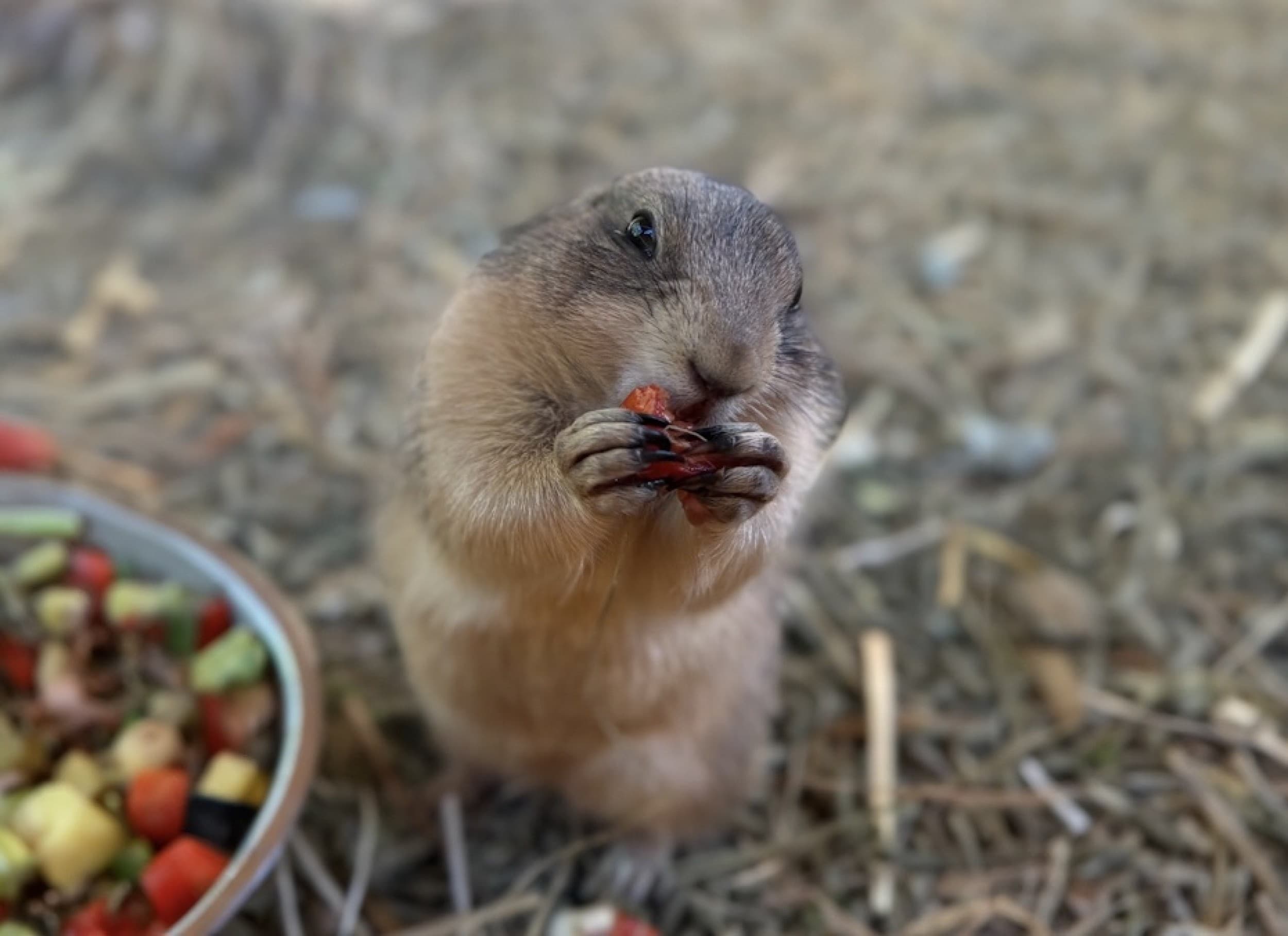 Rodzinna Przygoda w Mini Zoo | Łukawa 
