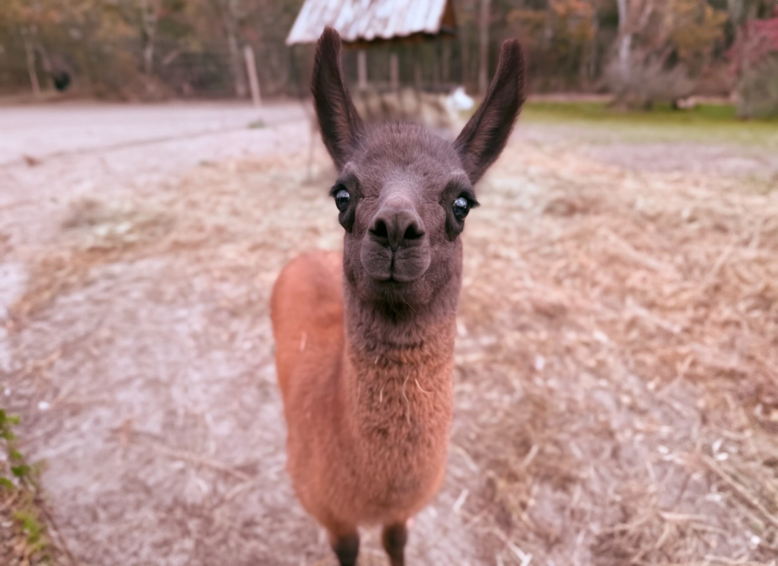 Rodzinna Przygoda w Mini Zoo | Łukawa 