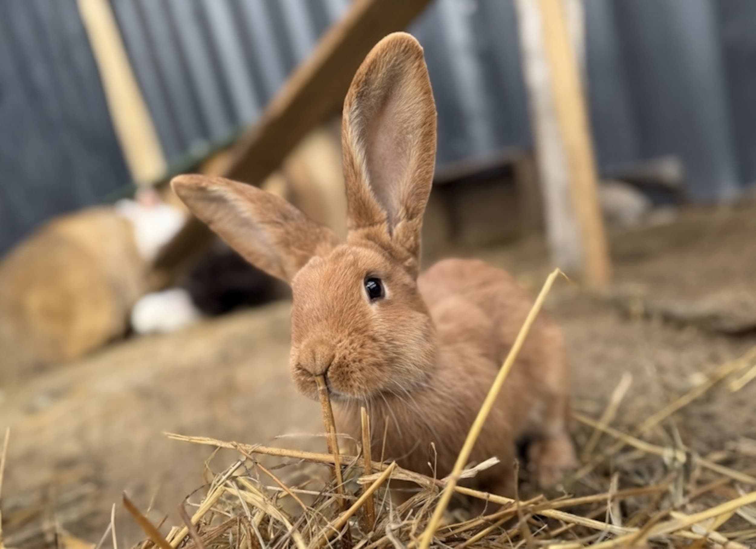 Rodzinna Przygoda w Mini Zoo | Łukawa 