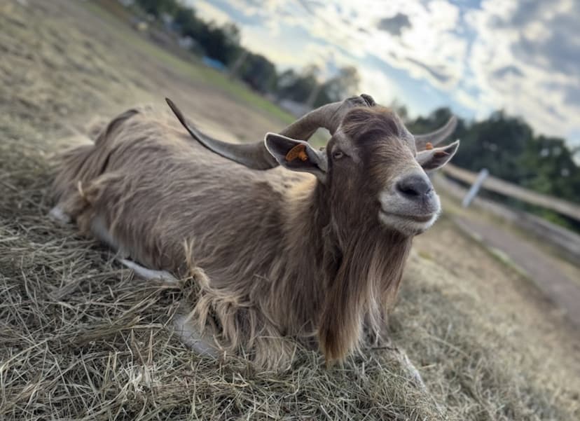 Przygoda w Mini Zoo dla Dwojga | Łukawa