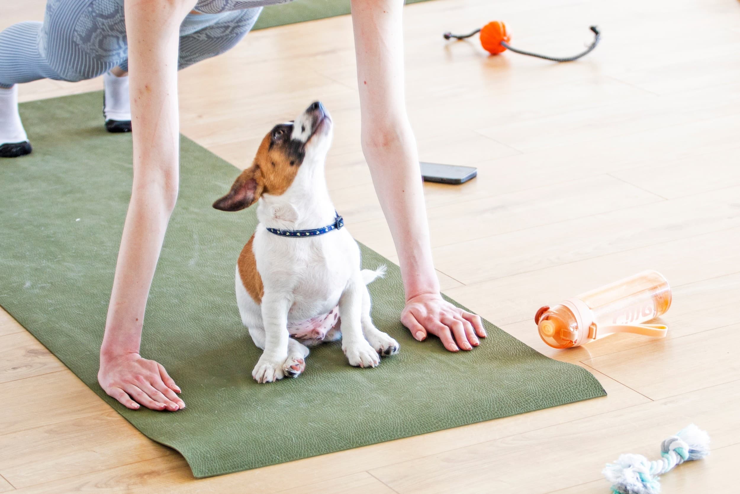 Puppy Joga | Wrocław | Wyjątkowy Prezent
