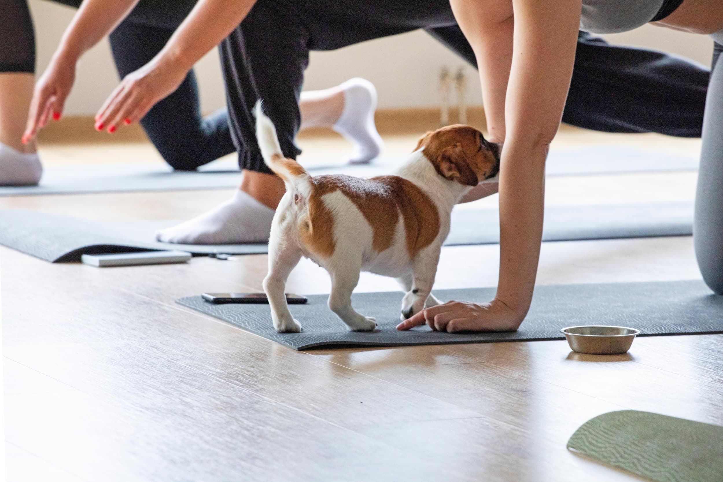 Puppy Joga | Wrocław | Wyjątkowy Prezent