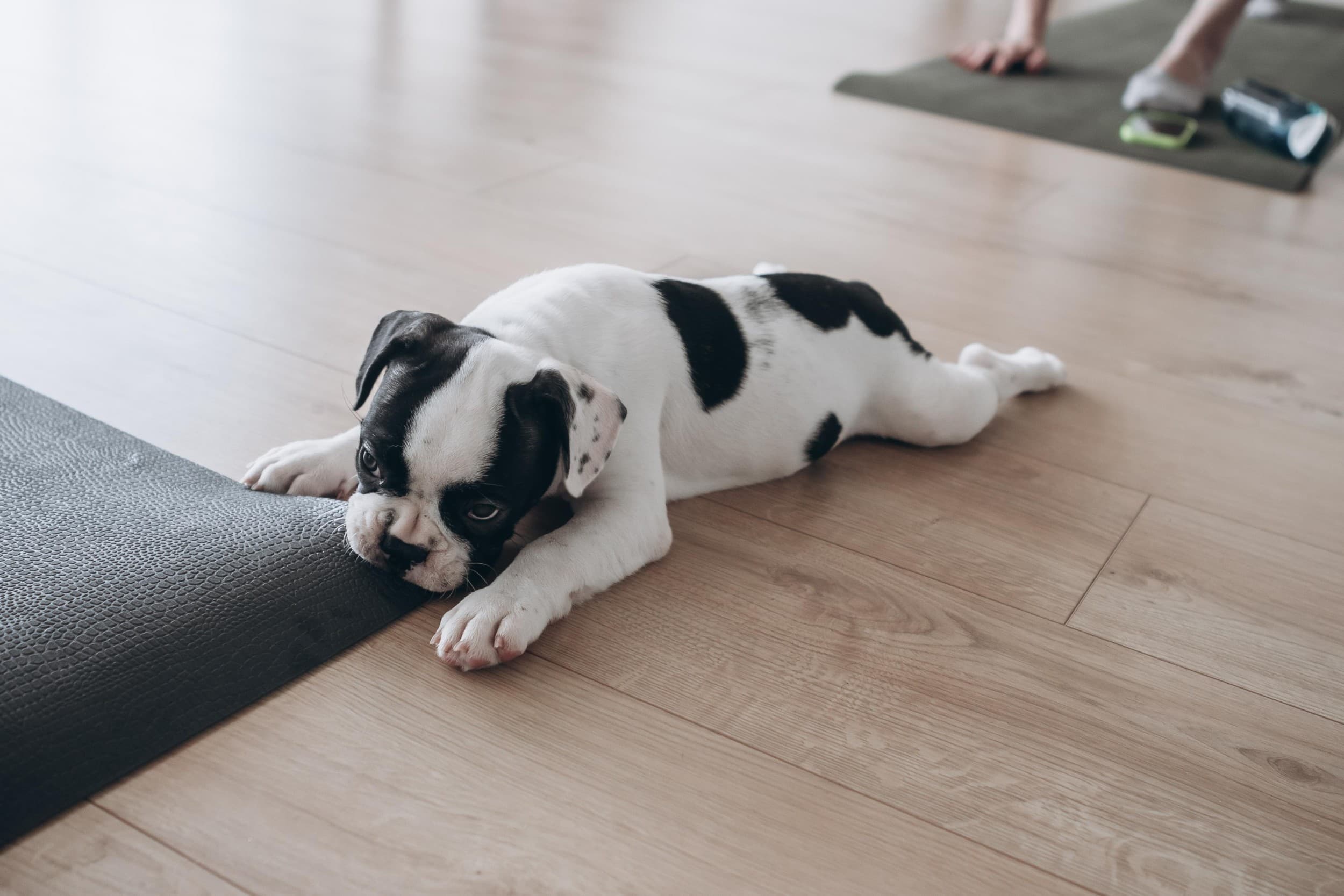 Puppy Joga | Wrocław | Wyjątkowy Prezent