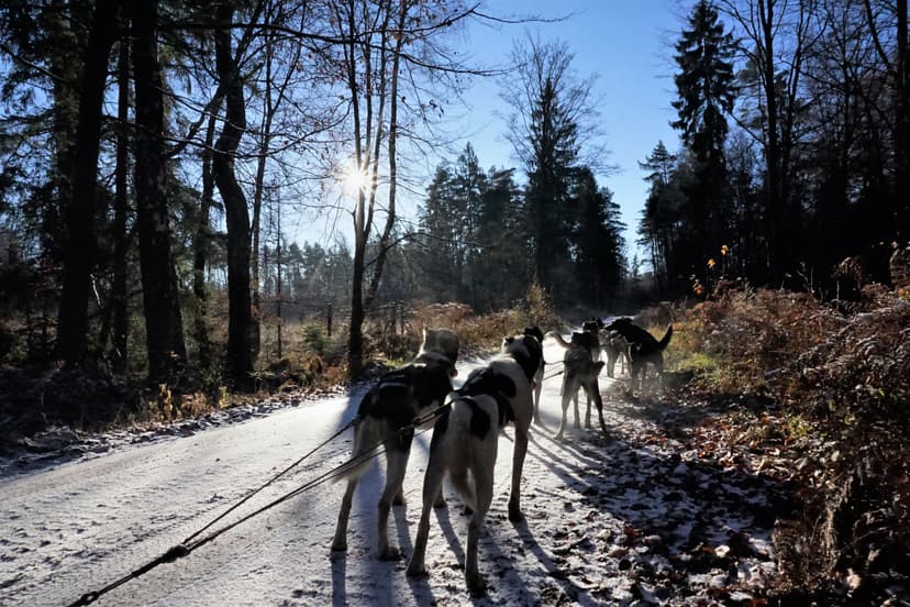 Jazda Psim Zaprzęgiem na Kaszubach | Skrzeszewo