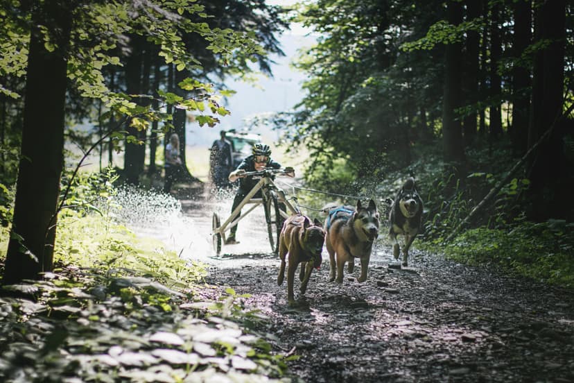 Jazda Psim Zaprzęgiem | Kraków (okolice)