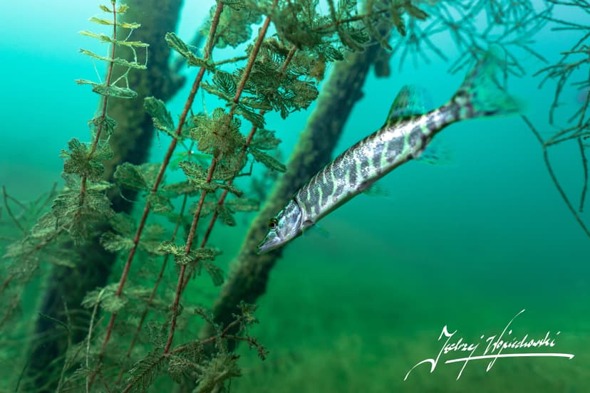 Nurkowanie w Podwodnym Lesie | Konin (okolice)