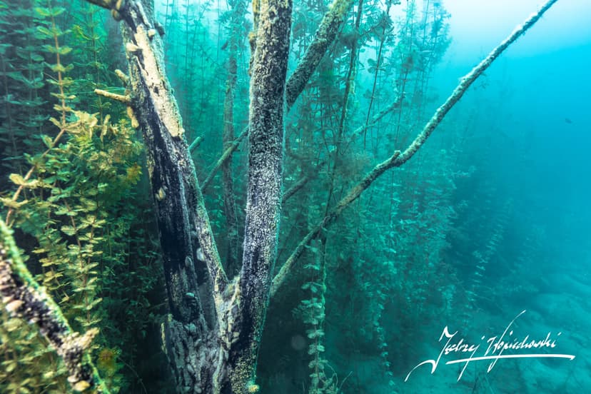 Nurkowanie w Podwodnym Lesie dla Dwojga | Konin (okolice)