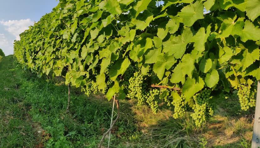 Zwiedzanie Winnicy z Degustacją dla Przyjaciół | Wrocław (okolice)