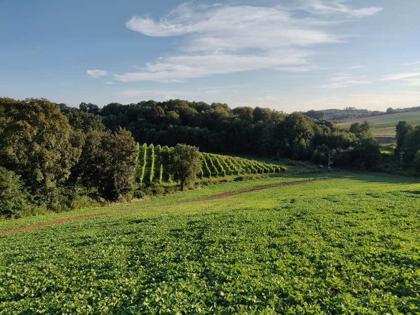 Zwiedzanie Winnicy z Degustacją dla Dwojga | Wrocław (okolice)