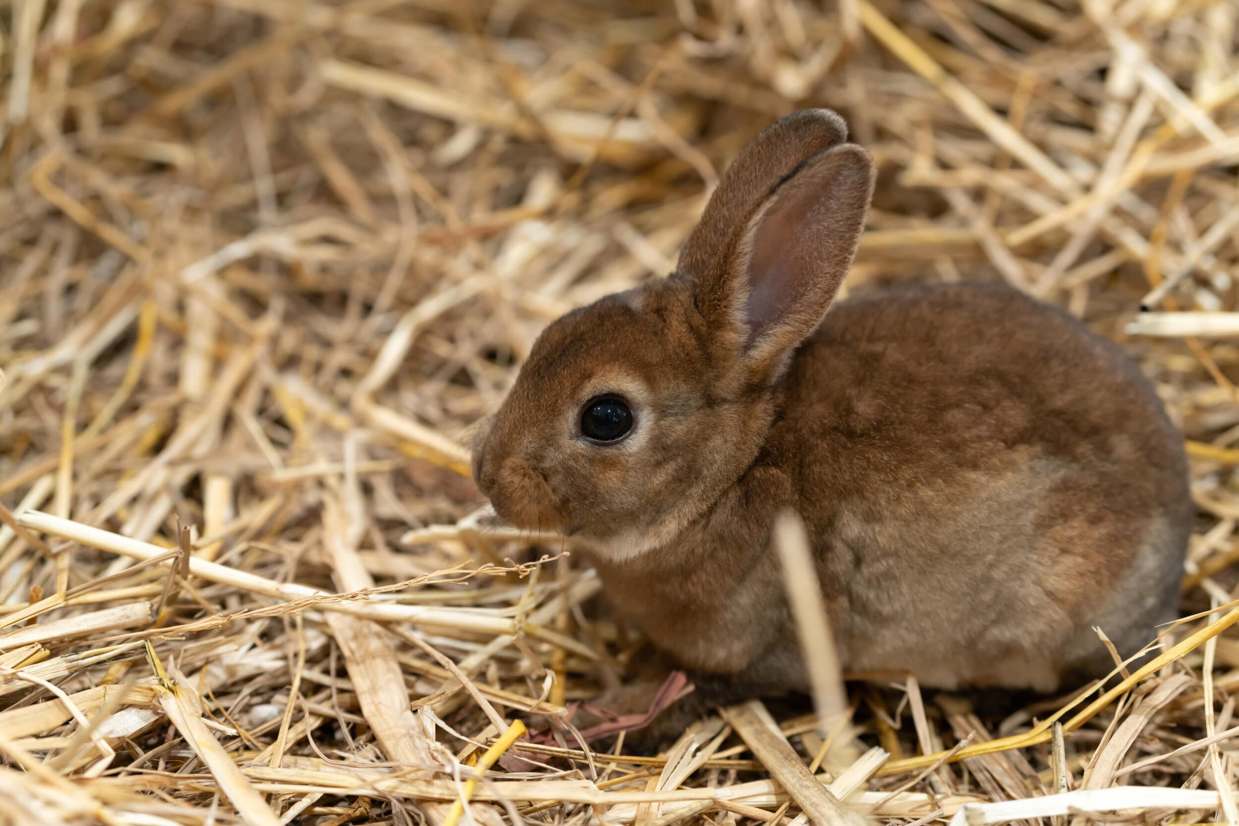 Rodzinna Przygoda w Mini ZOO | Warszawa | Wyjątkowy Prezent