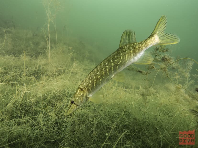 Nurkowanie w Jeziorze dla Dwojga | Borzechowo (okolice)