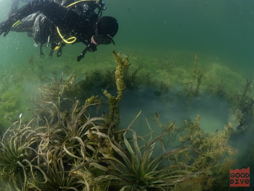 Nurkowanie w Jeziorze dla Przyjaciół | Borzechowo (okolice)