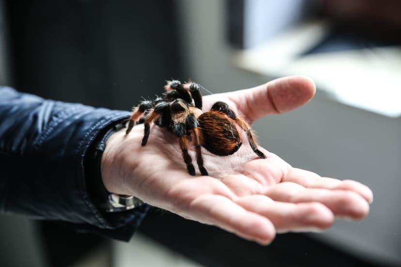 Wejście na Wystawę Pająków | Warszawa