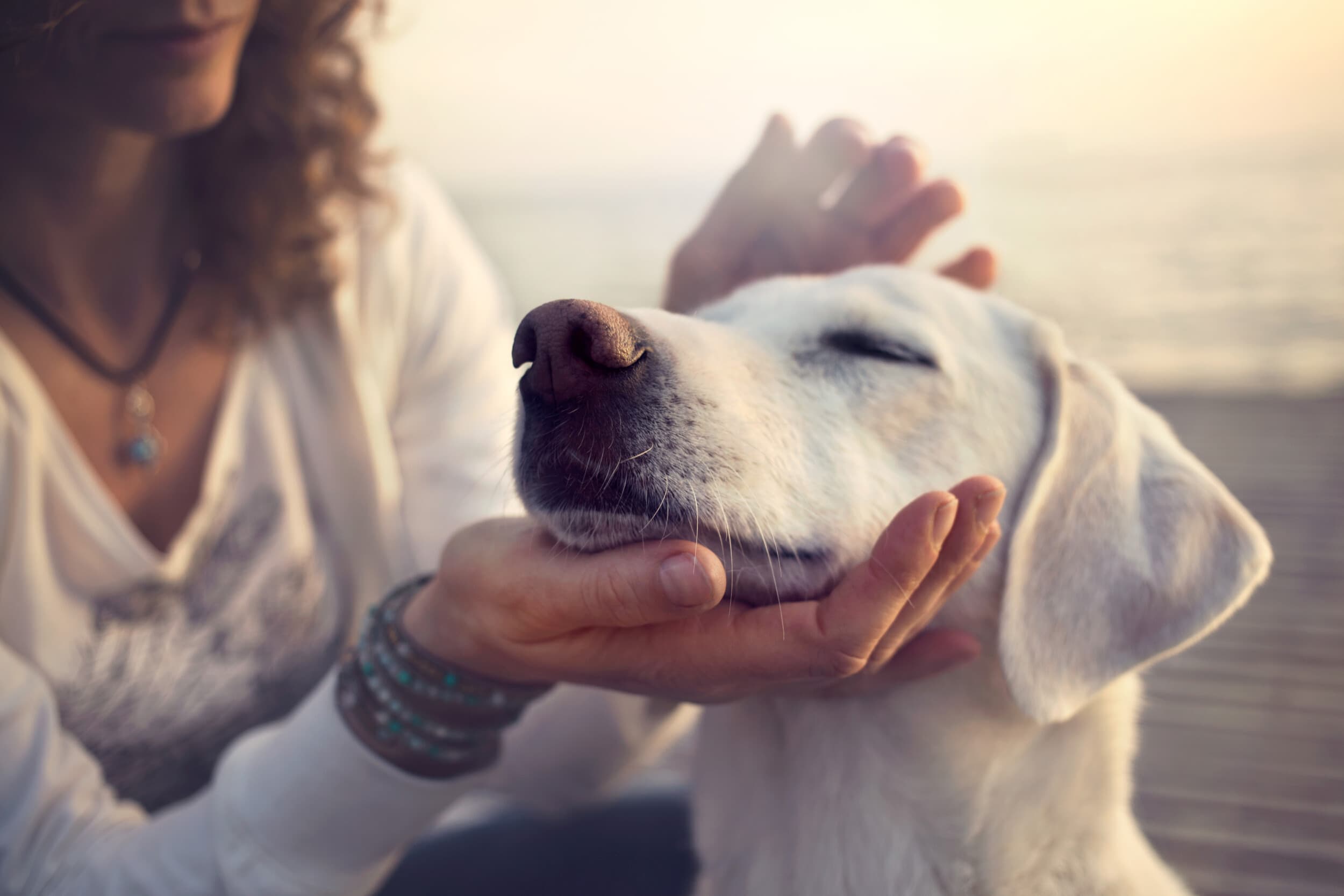 Instruktor Dogoterapii | Kurs Online | Wyjątkowy Prezent
