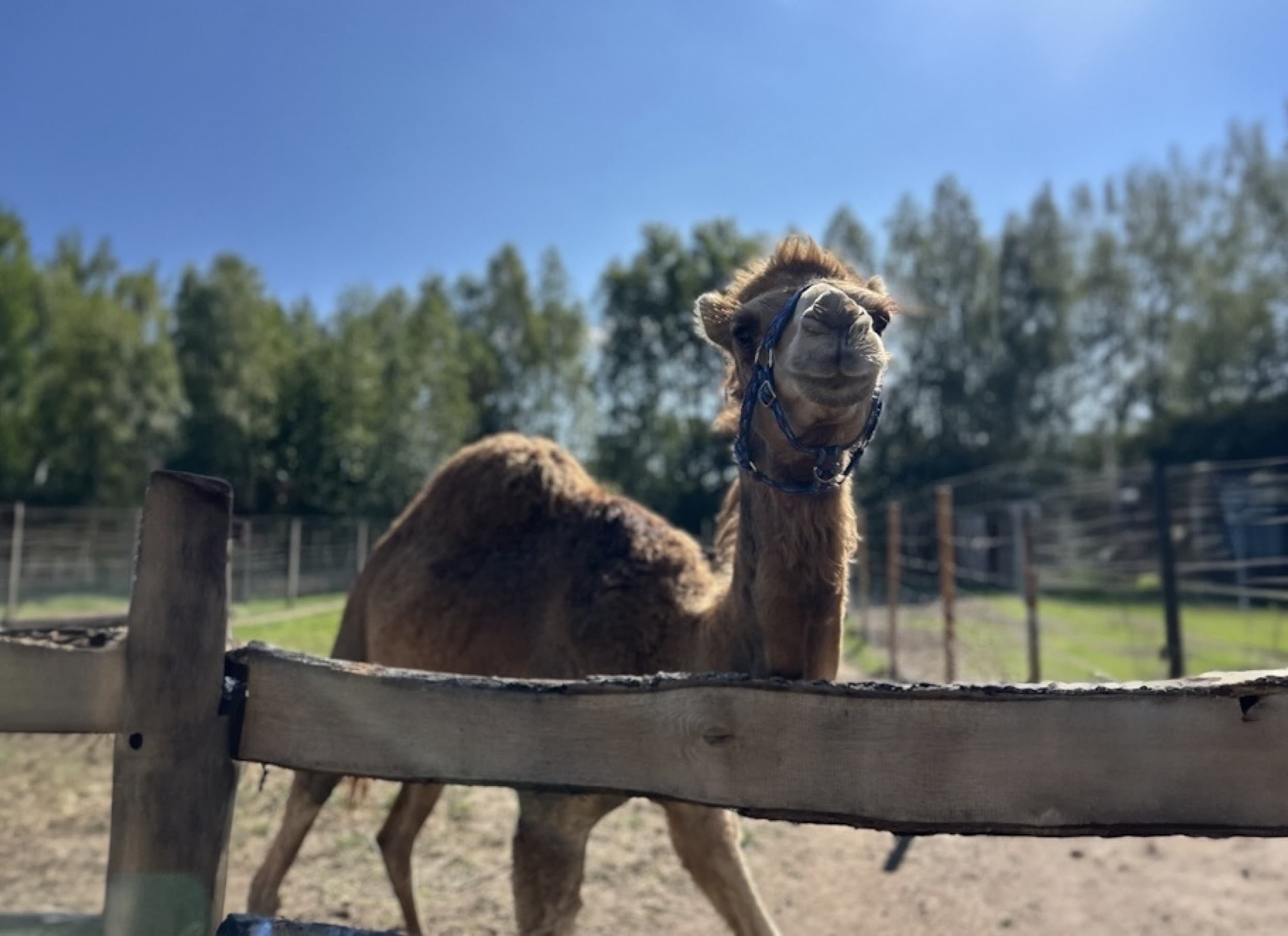Rodzinna Przygoda w Mini Zoo | Łukawa