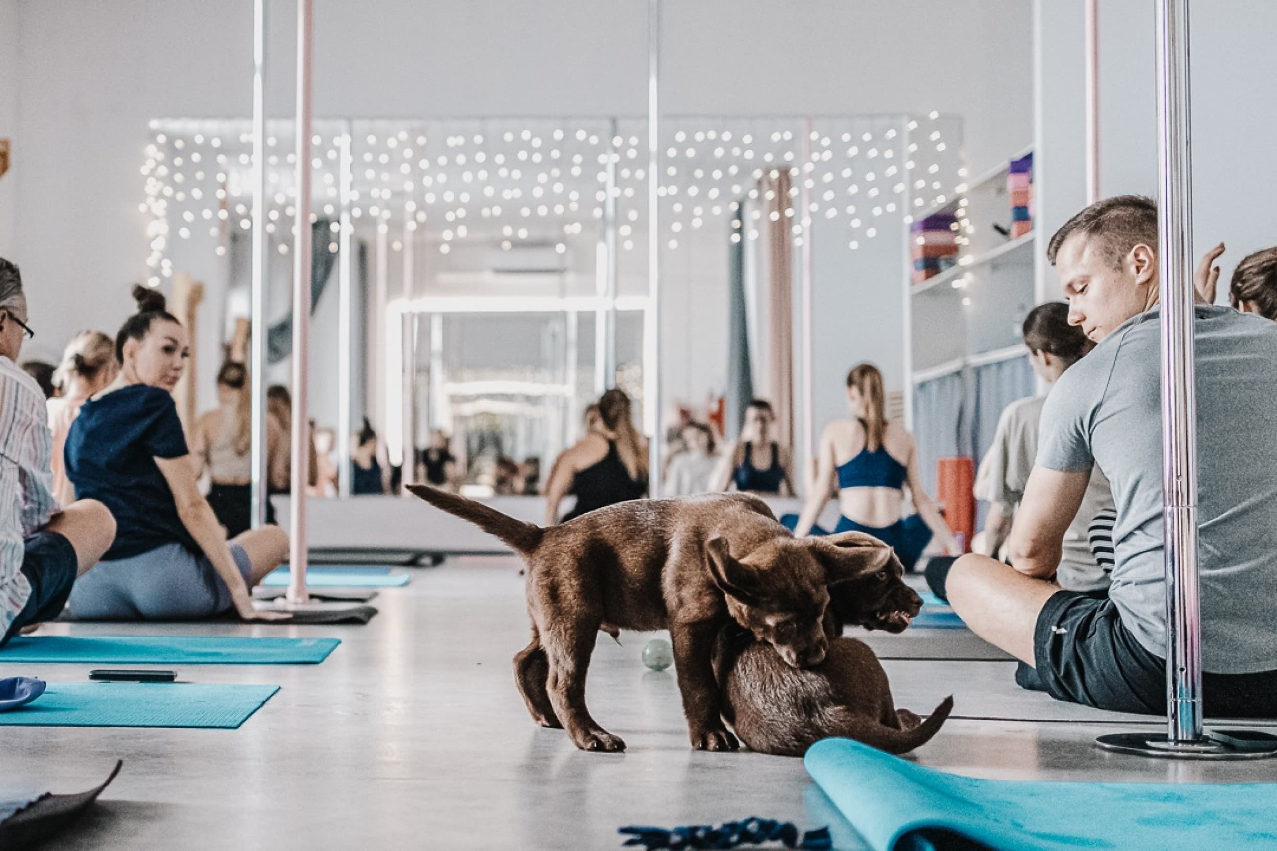 Puppy Joga dla Dwojga | Warszawa | Wyjątkowy Prezent